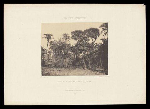 Vintage Palm Grove in Upper Egypt