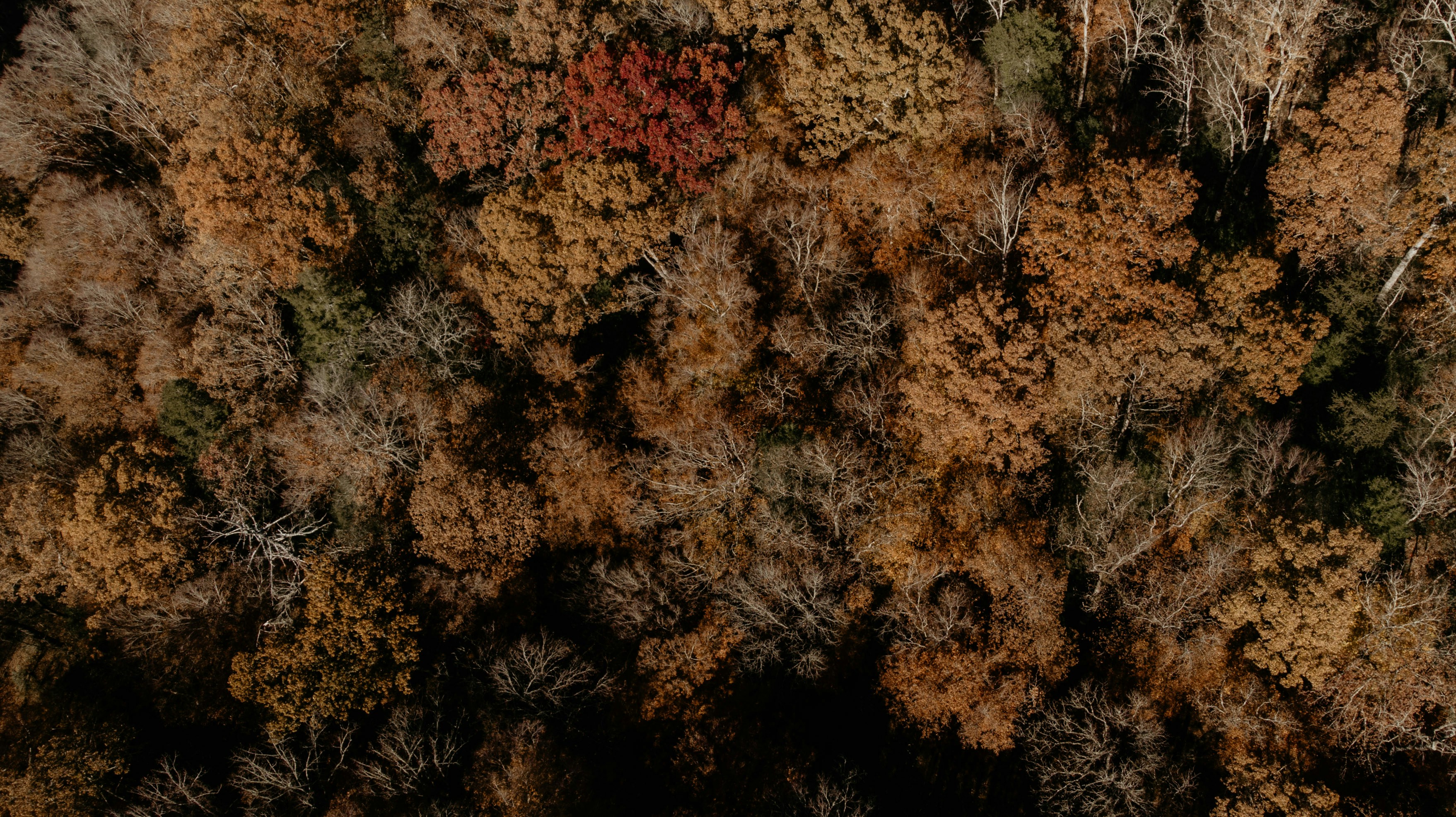 Aerial View of Autumn Forest