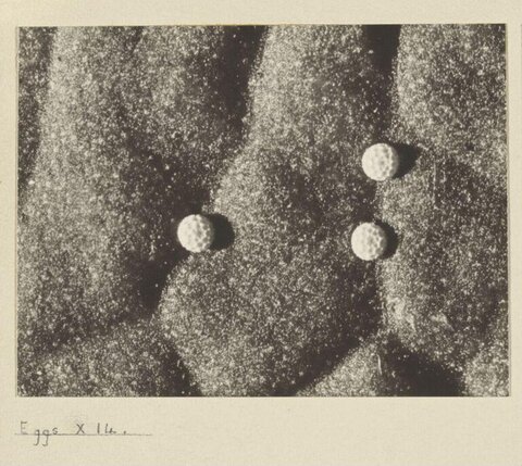 Magnified View of Three Insect Eggs