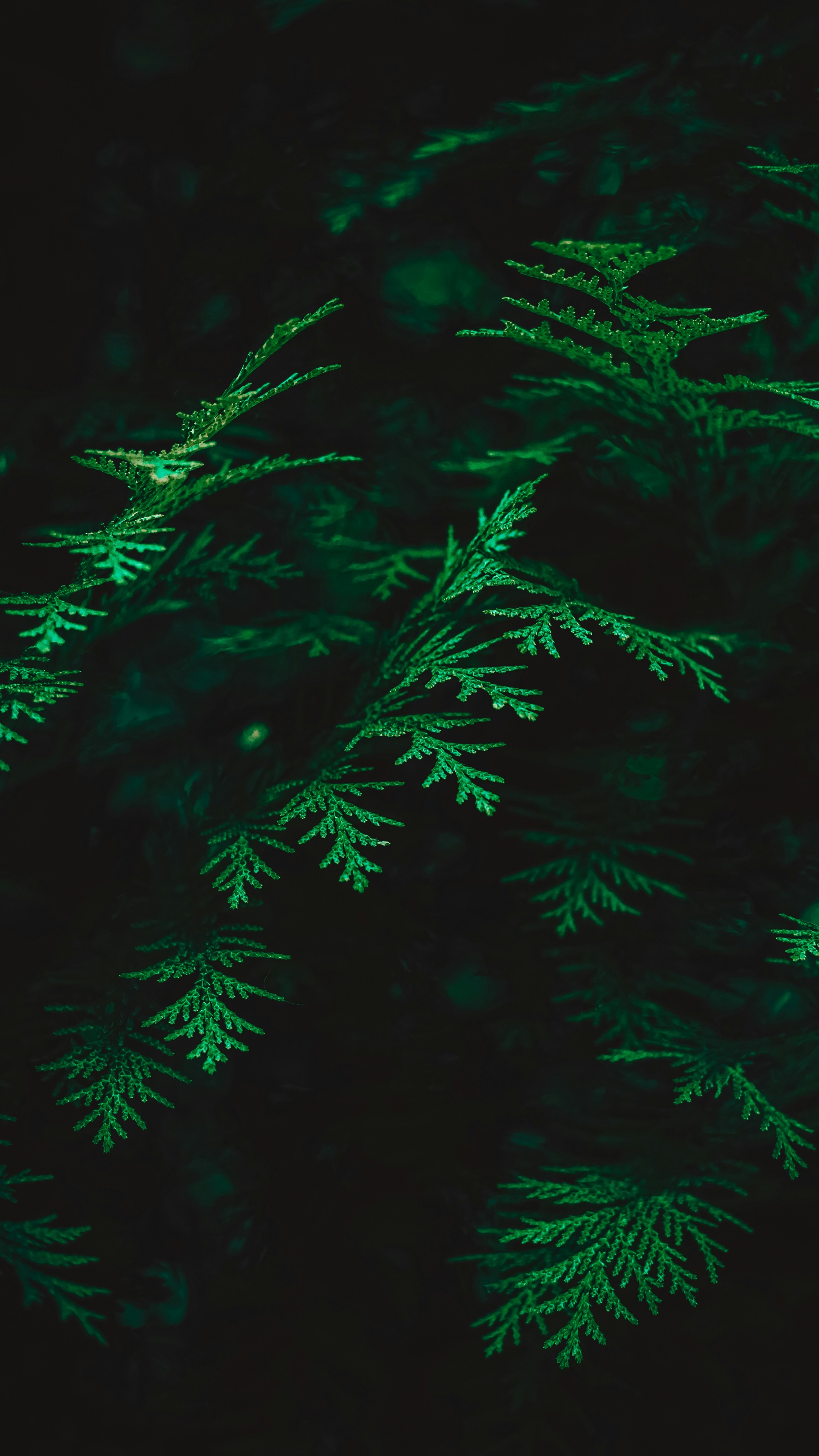 Wallpapers