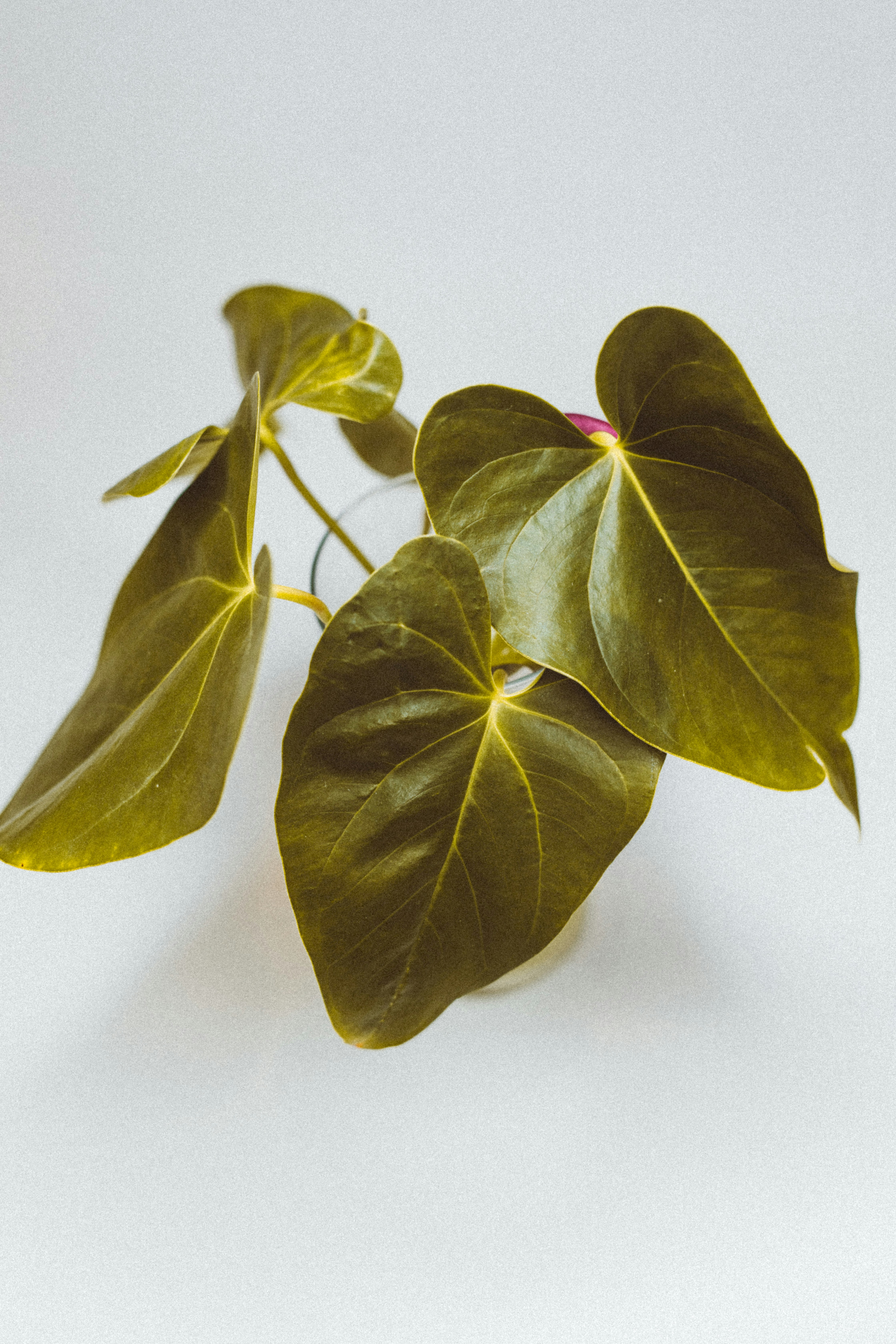 Potted Heart-leaf Houseplant