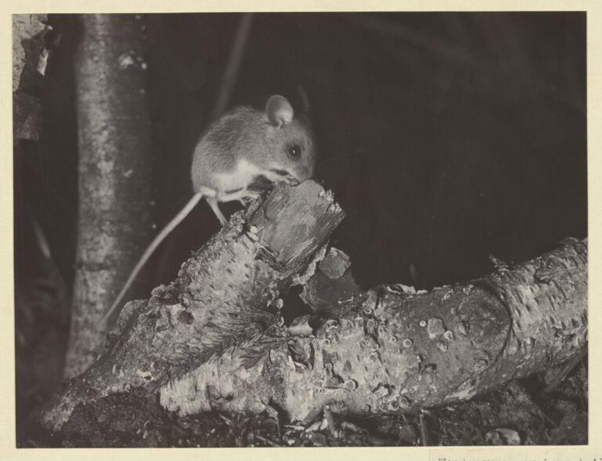 Small Mouse Perched on Log