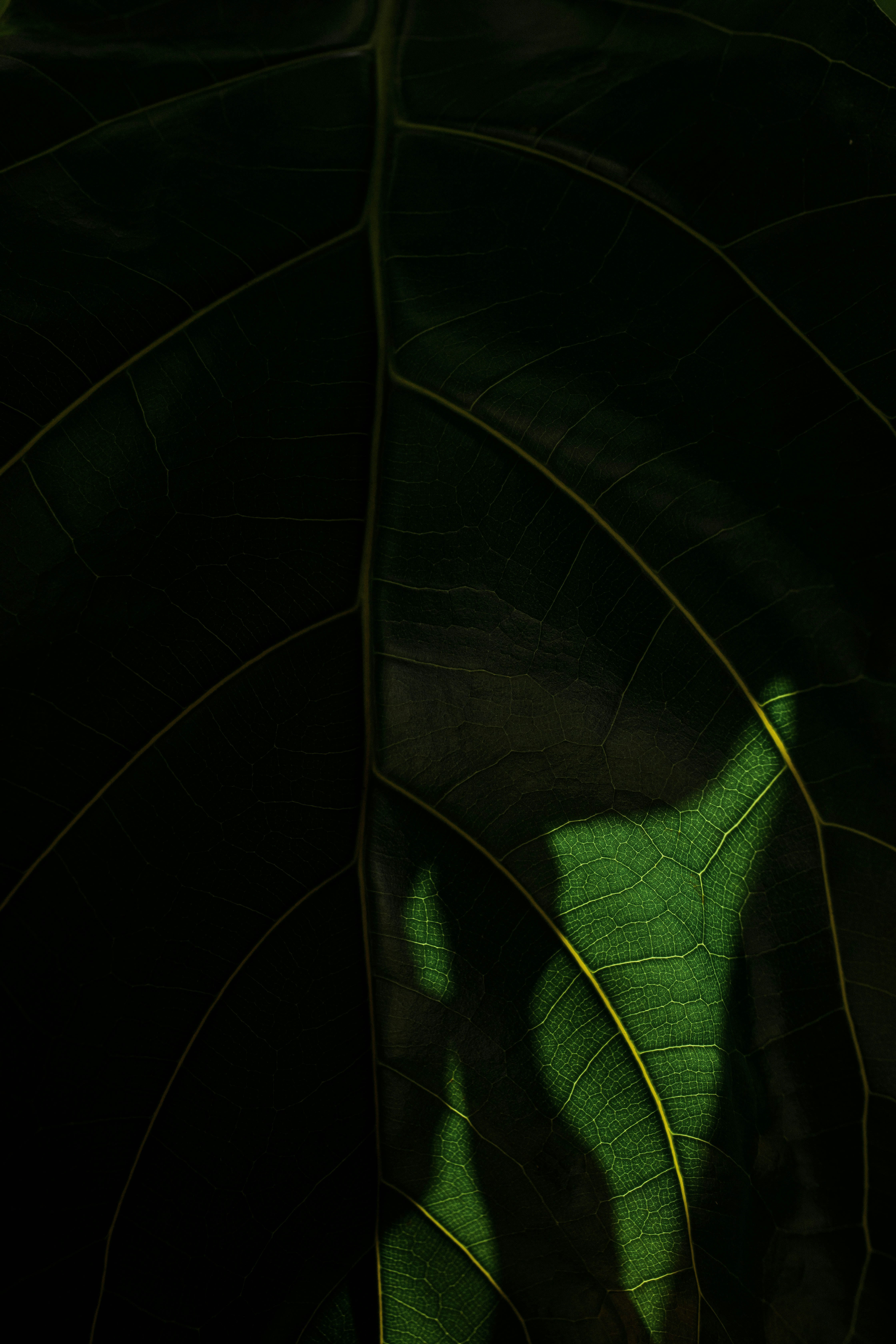 Close-up Backlit Leaf Veins