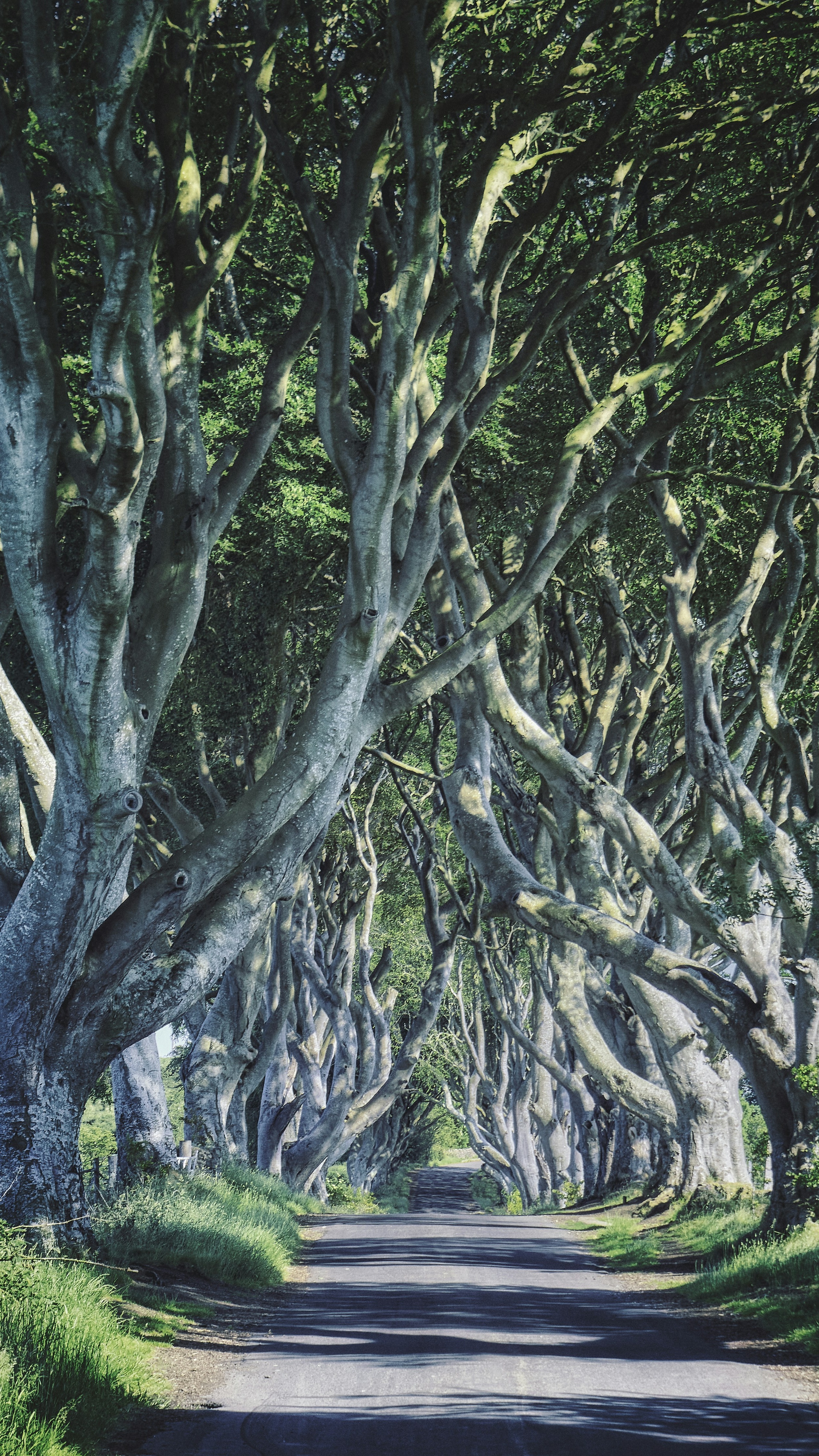 Tree Lined Country Road