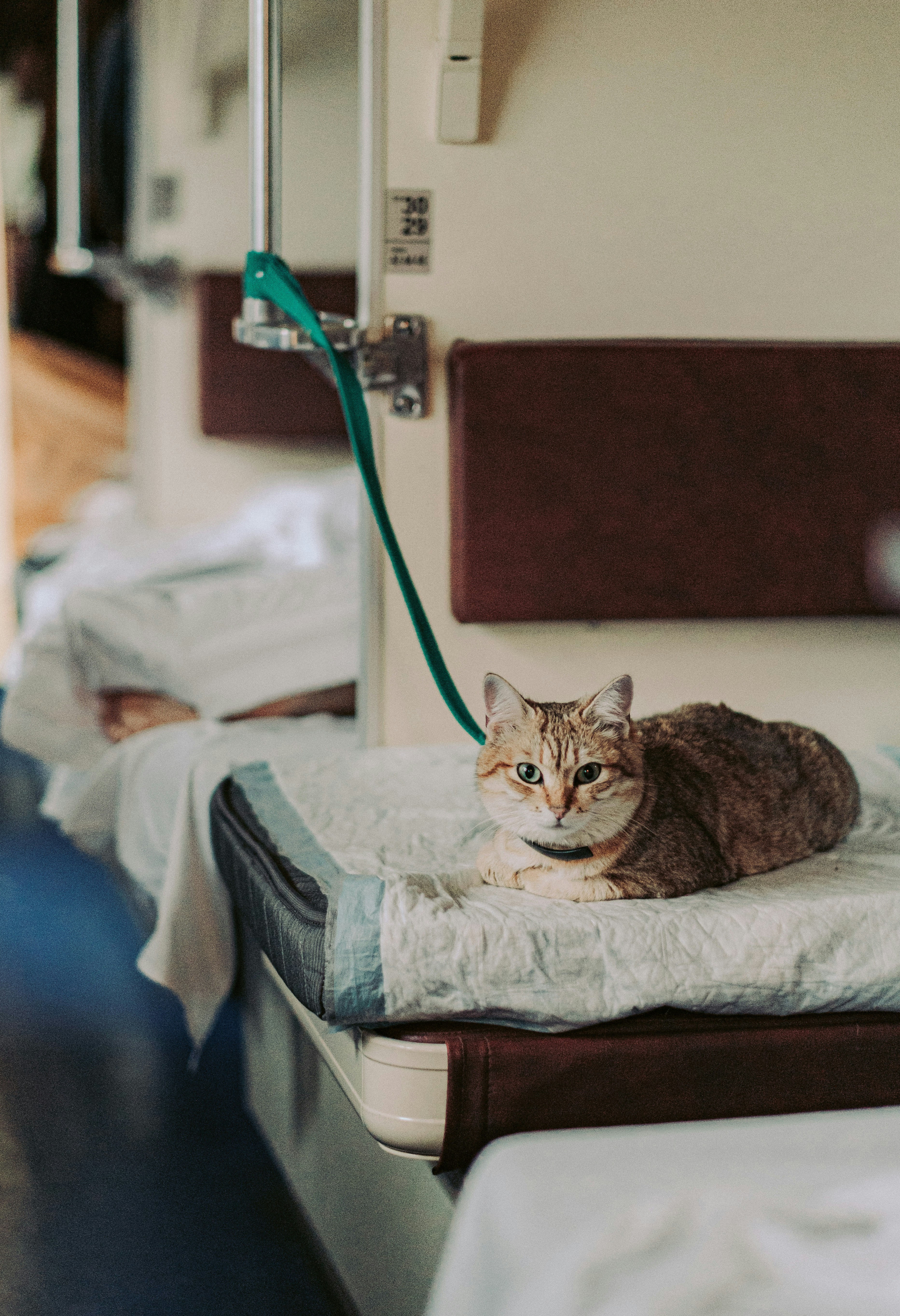 Tabby Cat Resting on Train Bunk