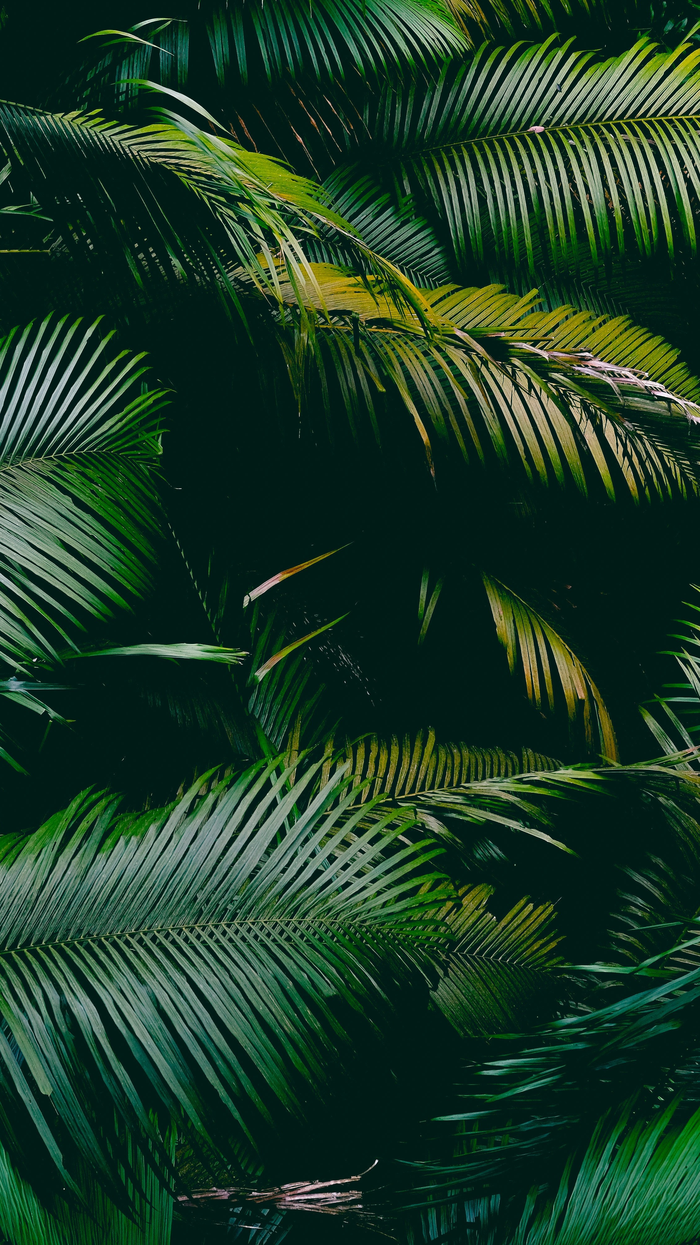 Wallpapers