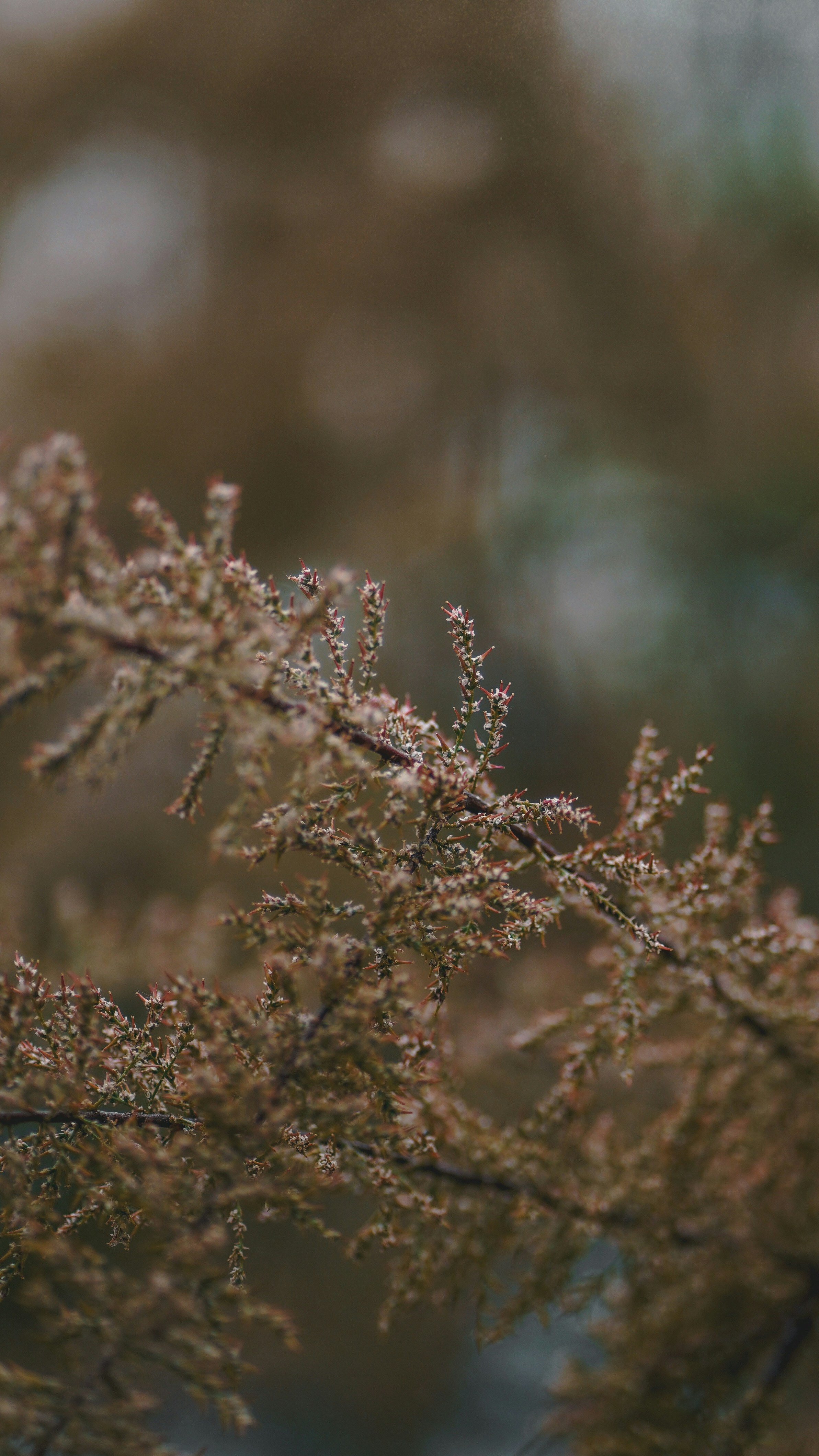 Frosted Tree Branches