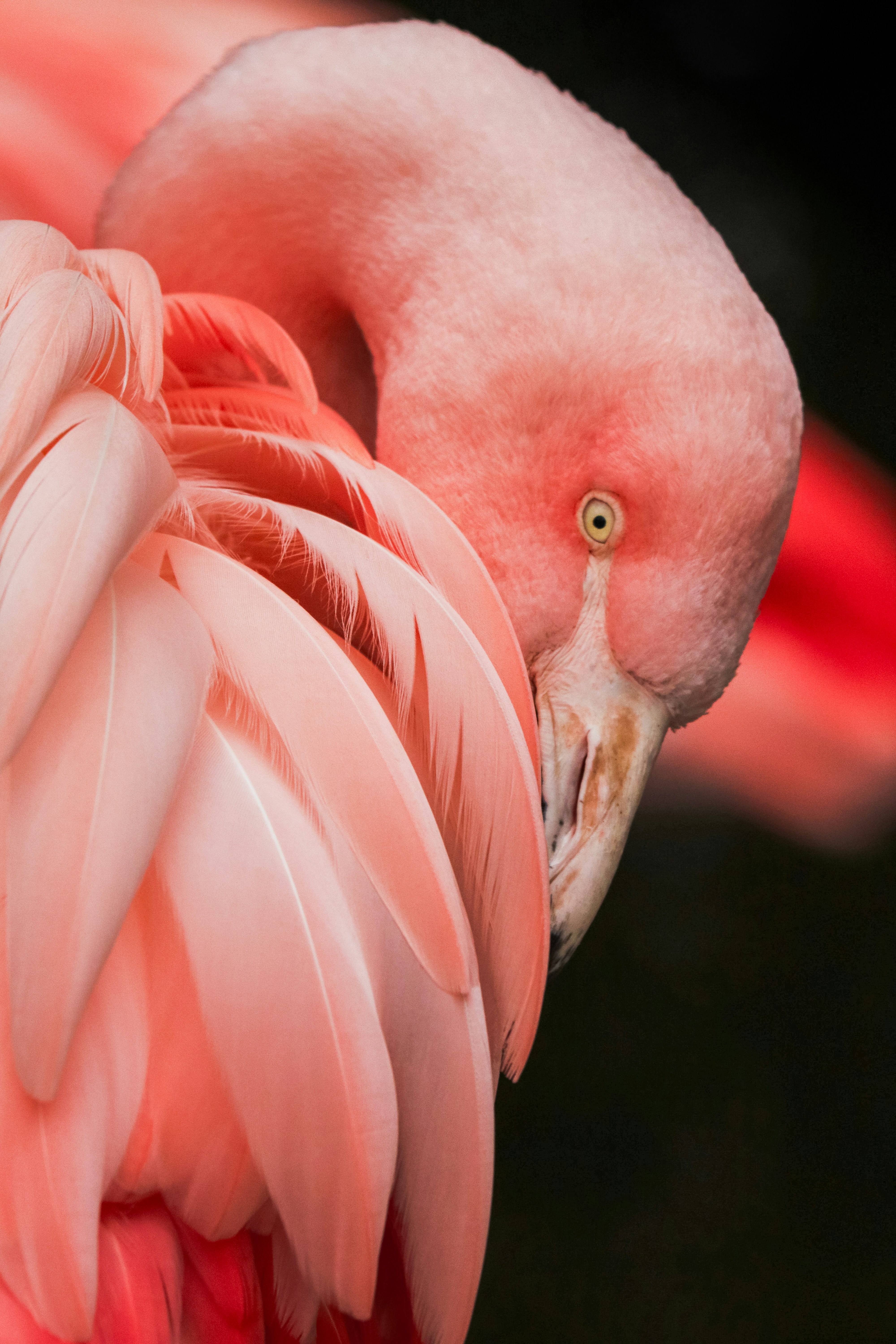 Close-up of Pink Flamingo