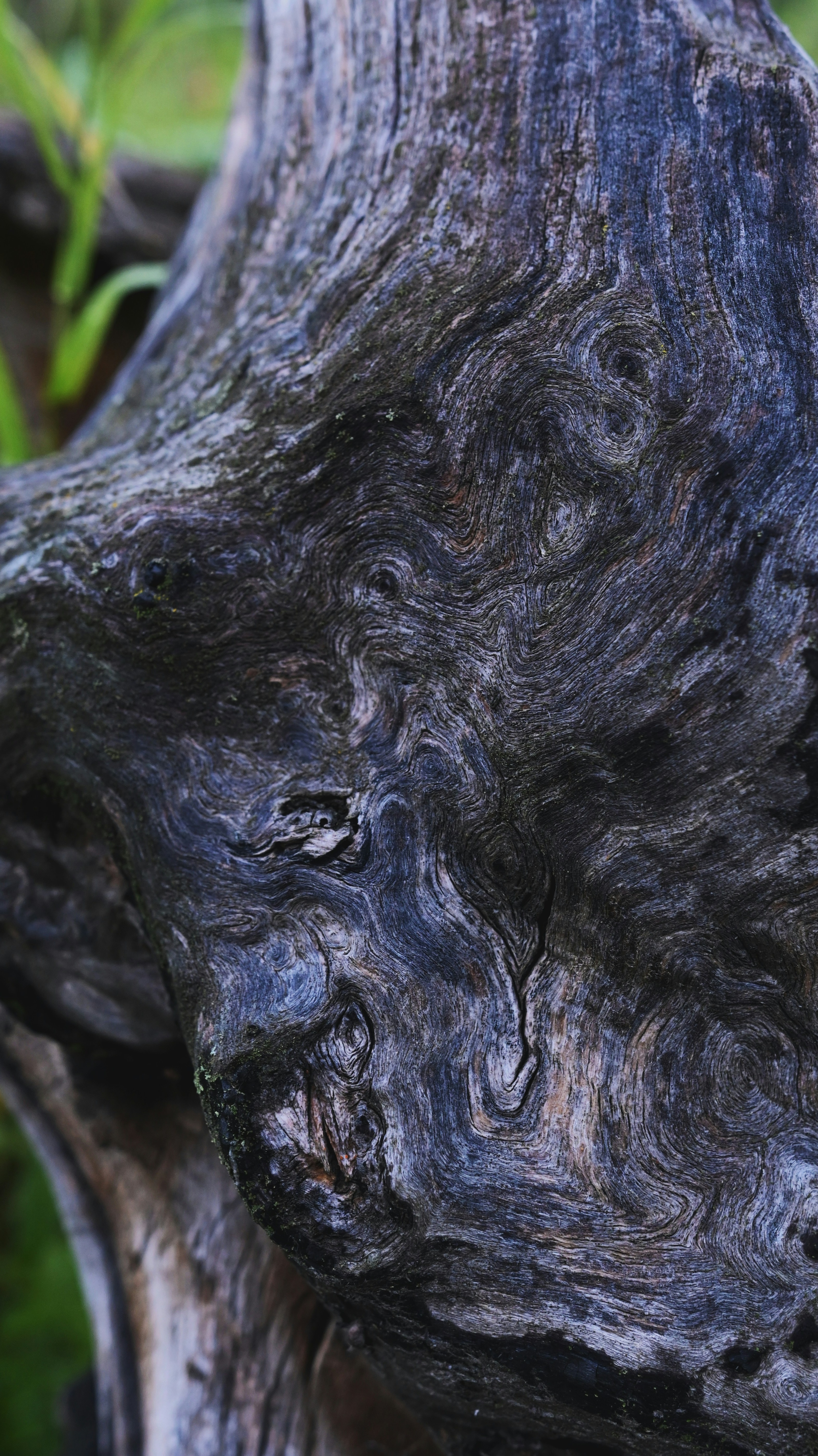 Weathered Old Tree Trunk