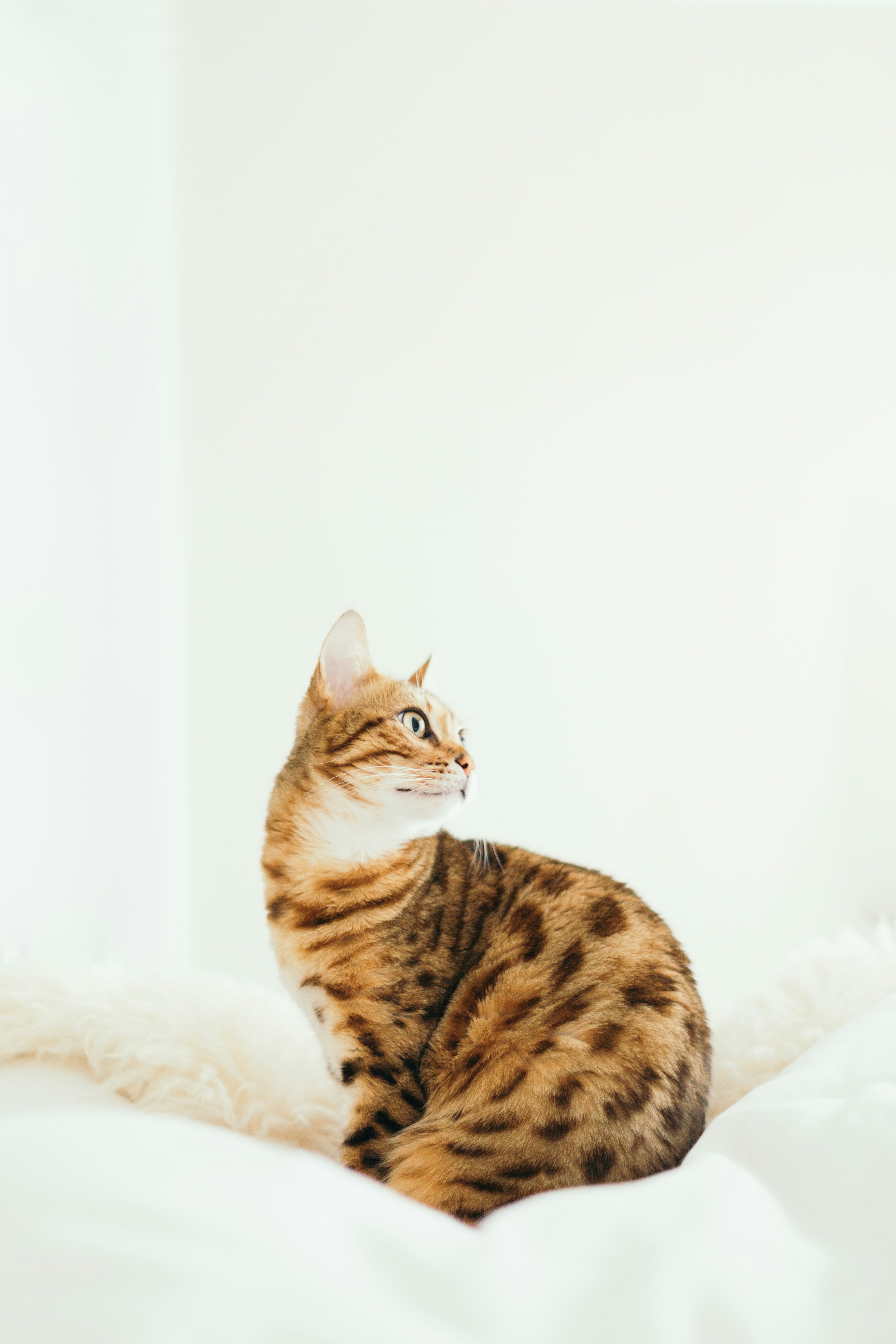 Bengal Cat Looking Sideways
