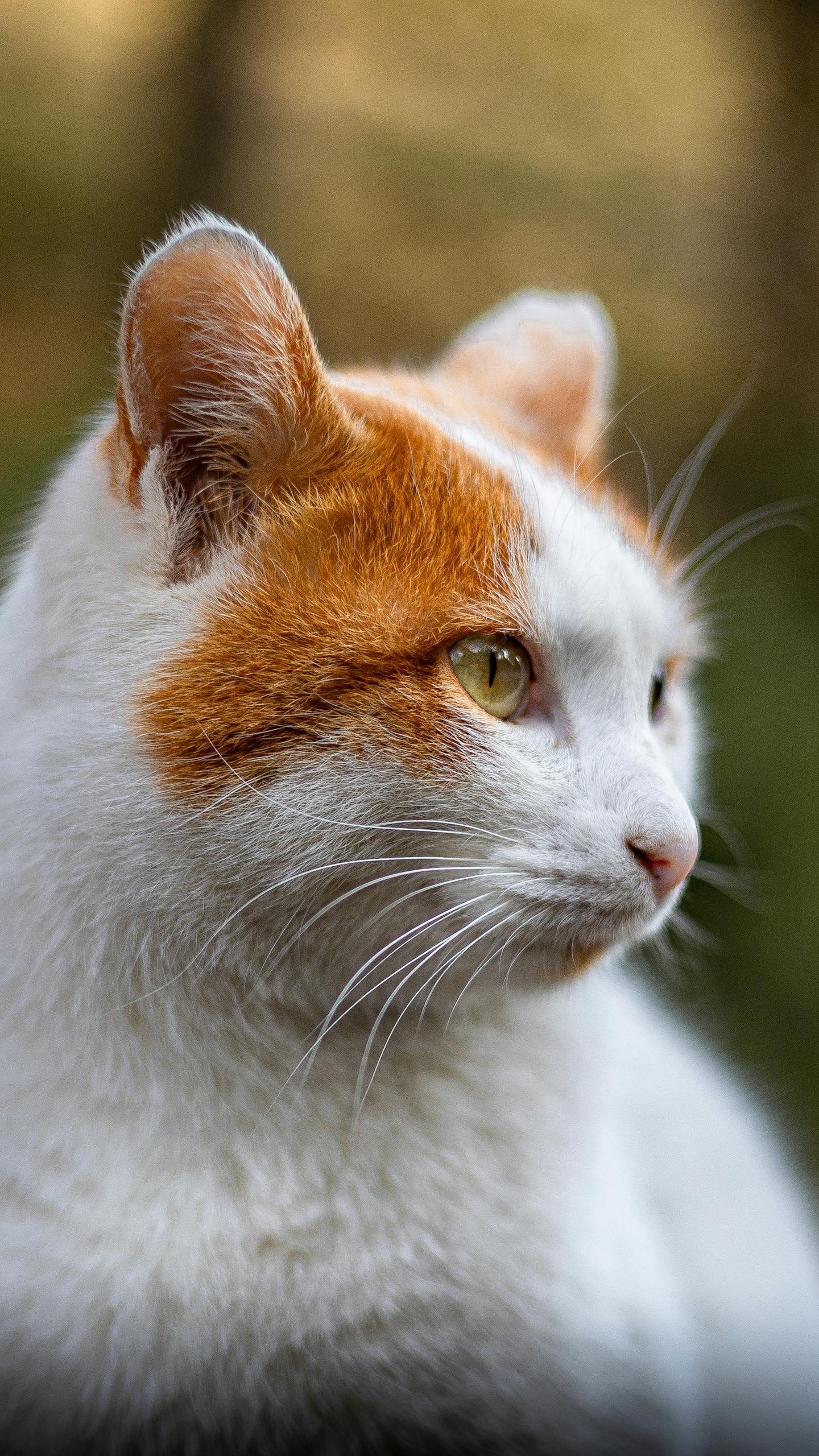 Profile of Orange and White Cat
