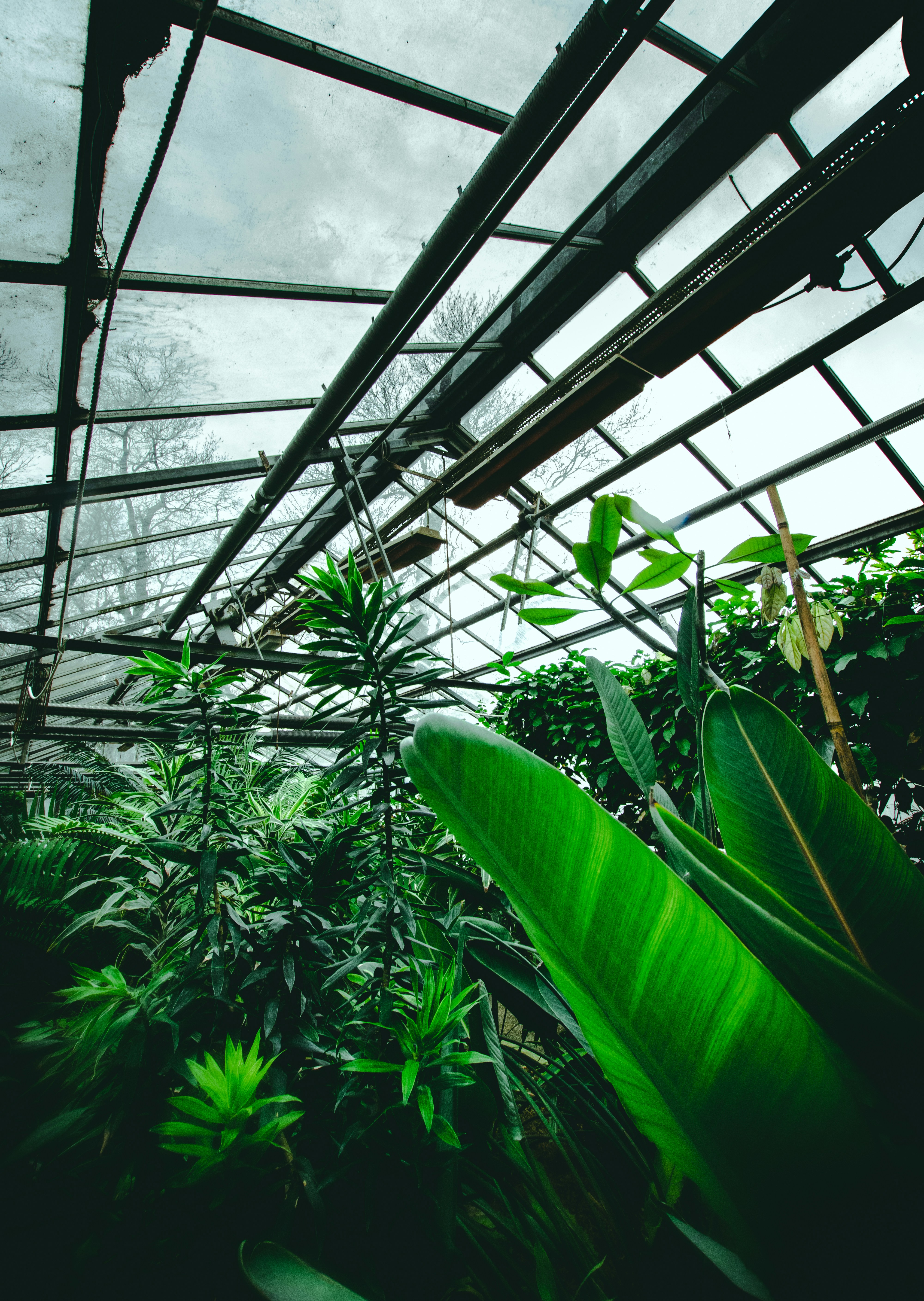 Lush Green Plants in Glass Greenhouse