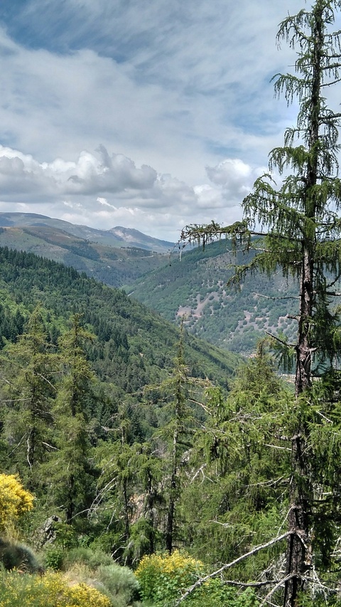 Forested Mountain Valley View