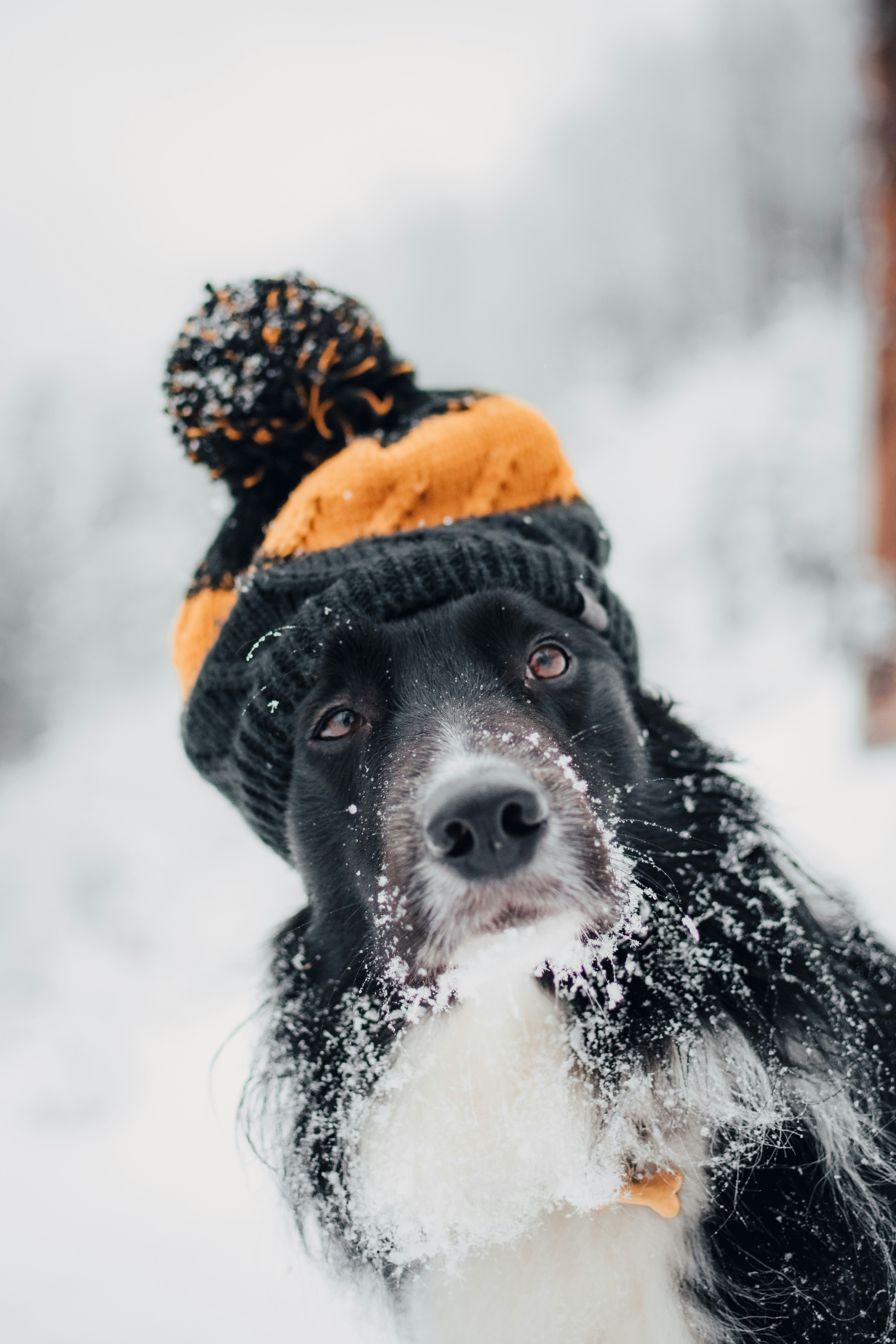 Dog Wearing Knit Hat in Snow