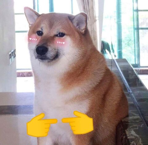 Blushing Shiba Inu Meme