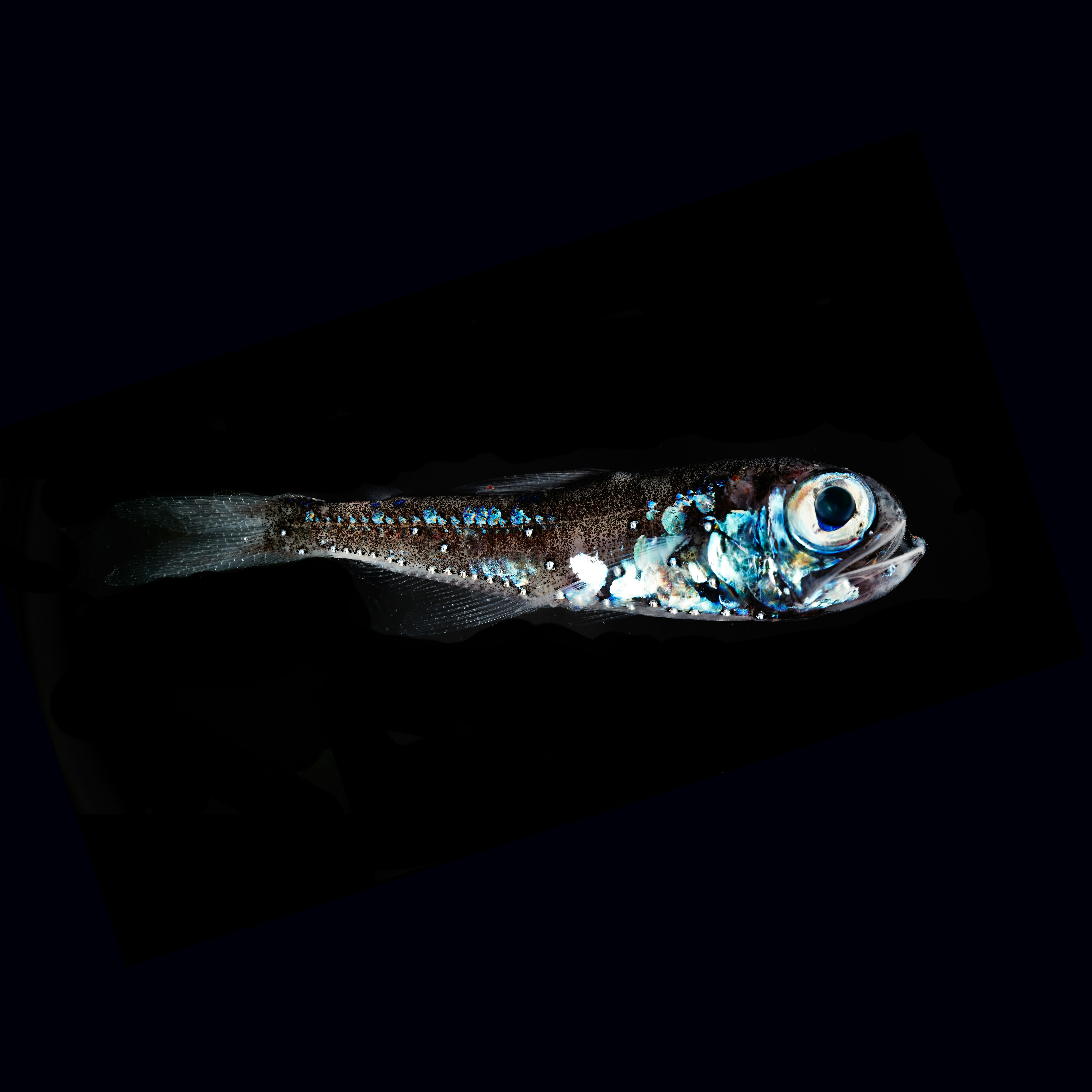 Bioluminescent Deep Sea Fish