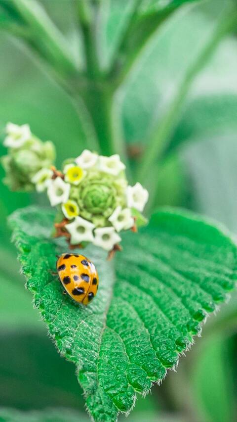 Yellow Ladybug on Green Leaf
