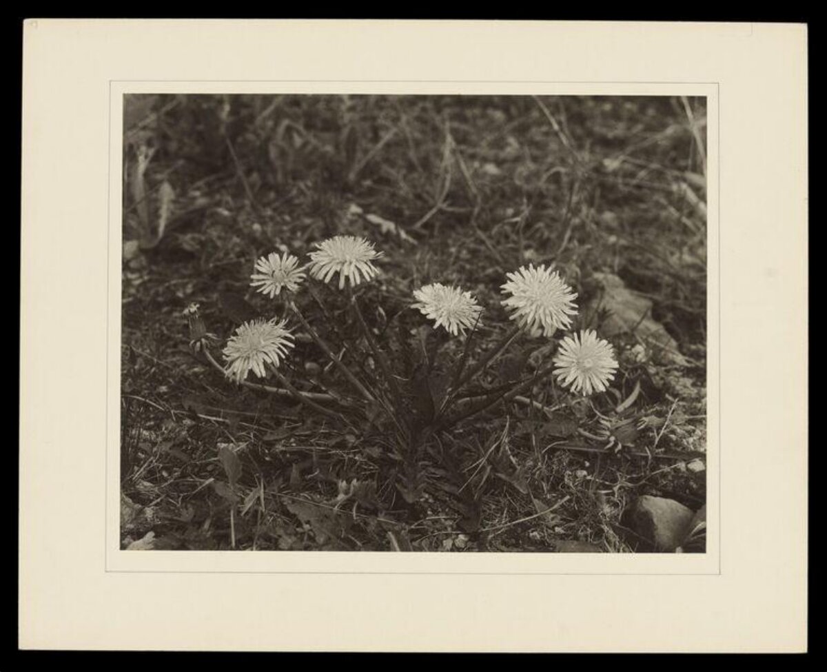 Vintage Photograph of Dandelions