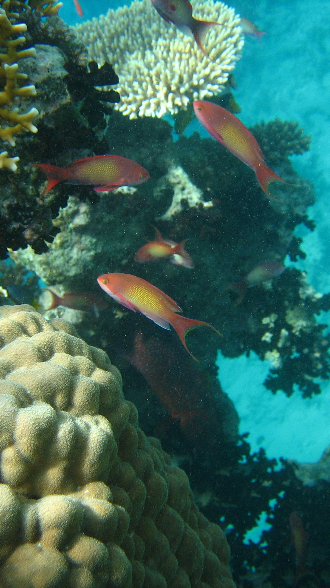 Ocean World