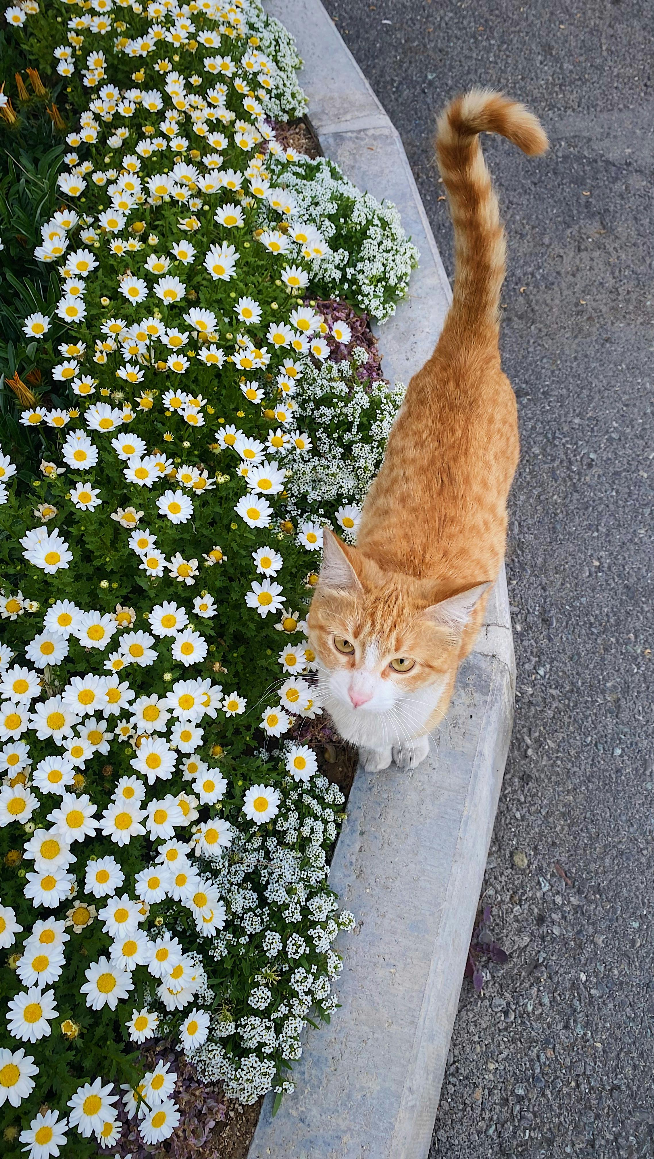 Orange Tabby Cat Beside Daisy Bed