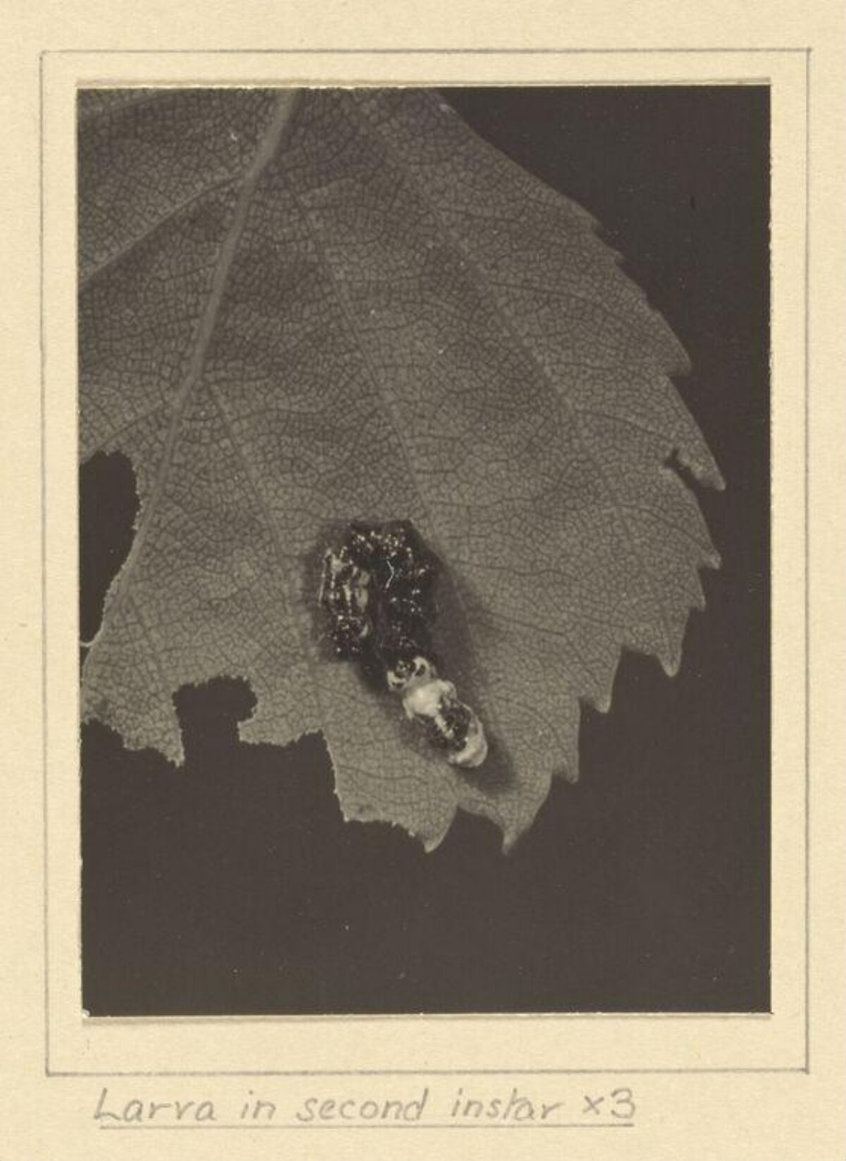Second Instar Larva on Leaf