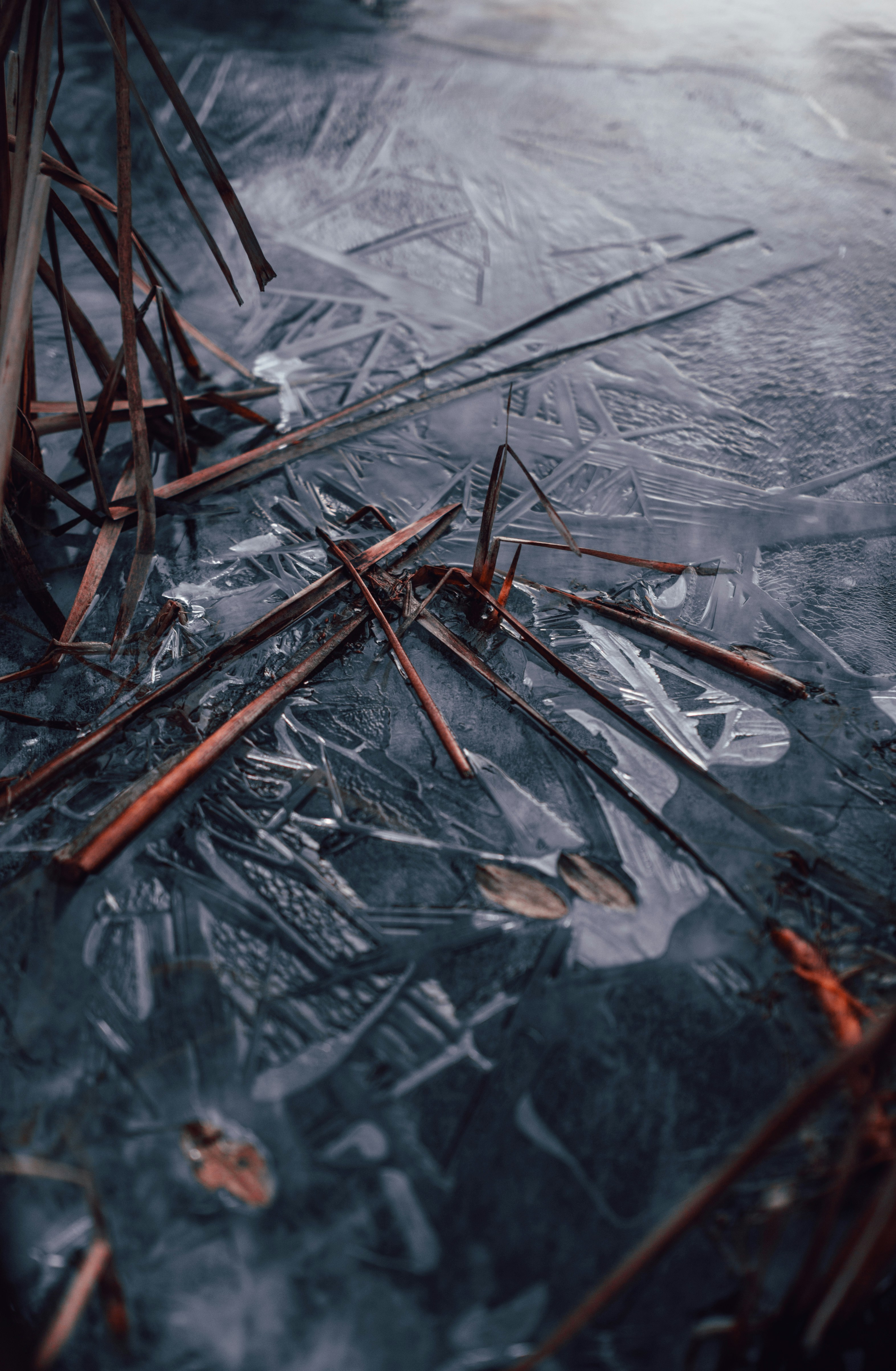 Frozen Pond with Dry Reeds
