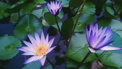 Purple Water Lilies on Pond