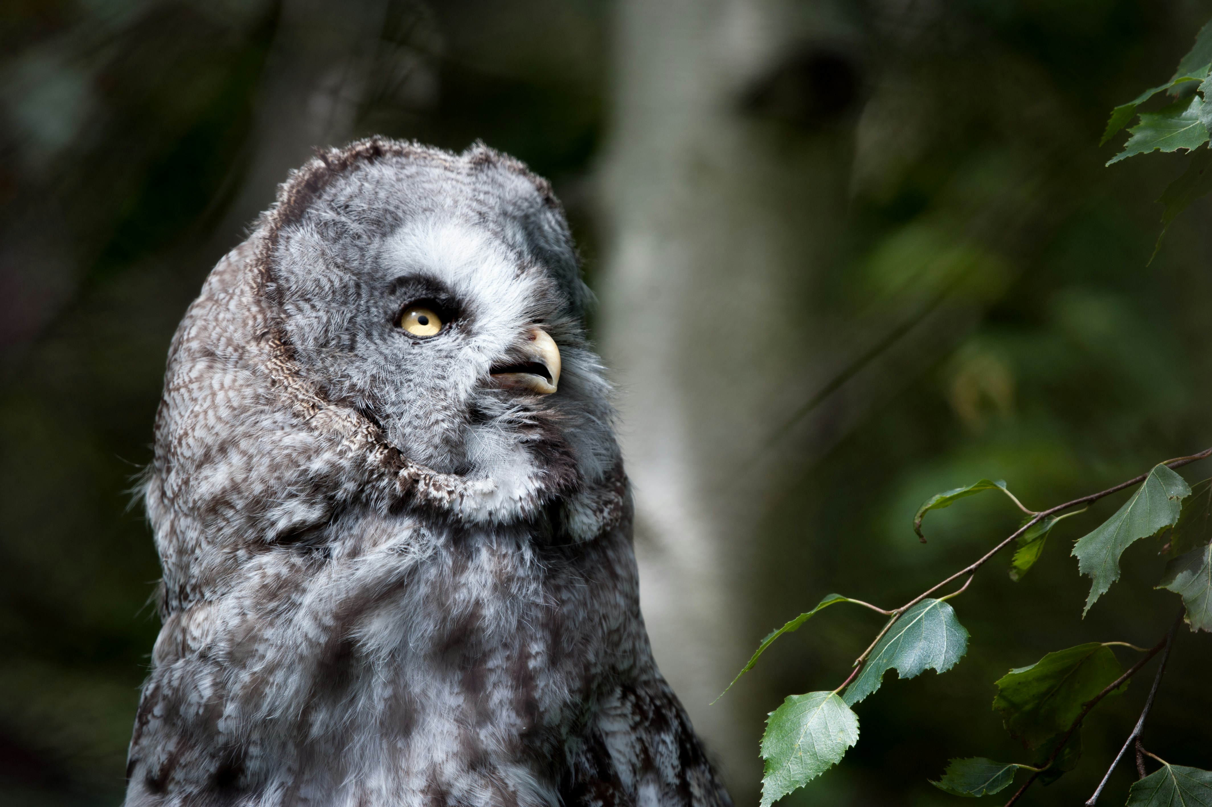 Great Grey Owl in Forest