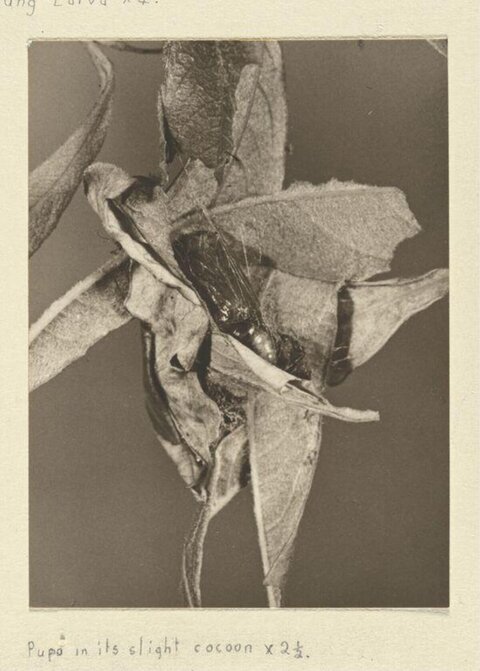 Pupa in Its Slight Cocoon