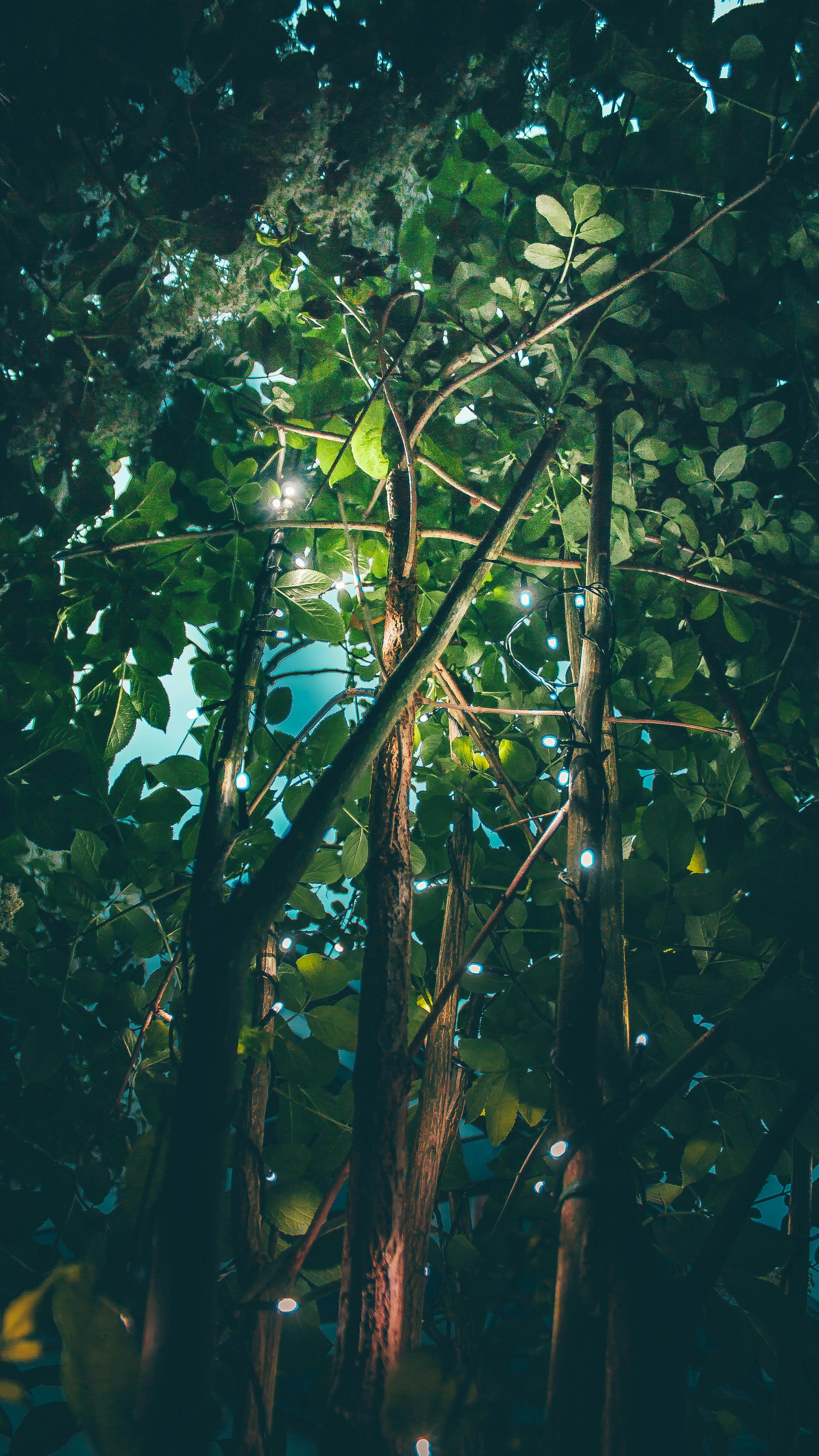 Wallpapers