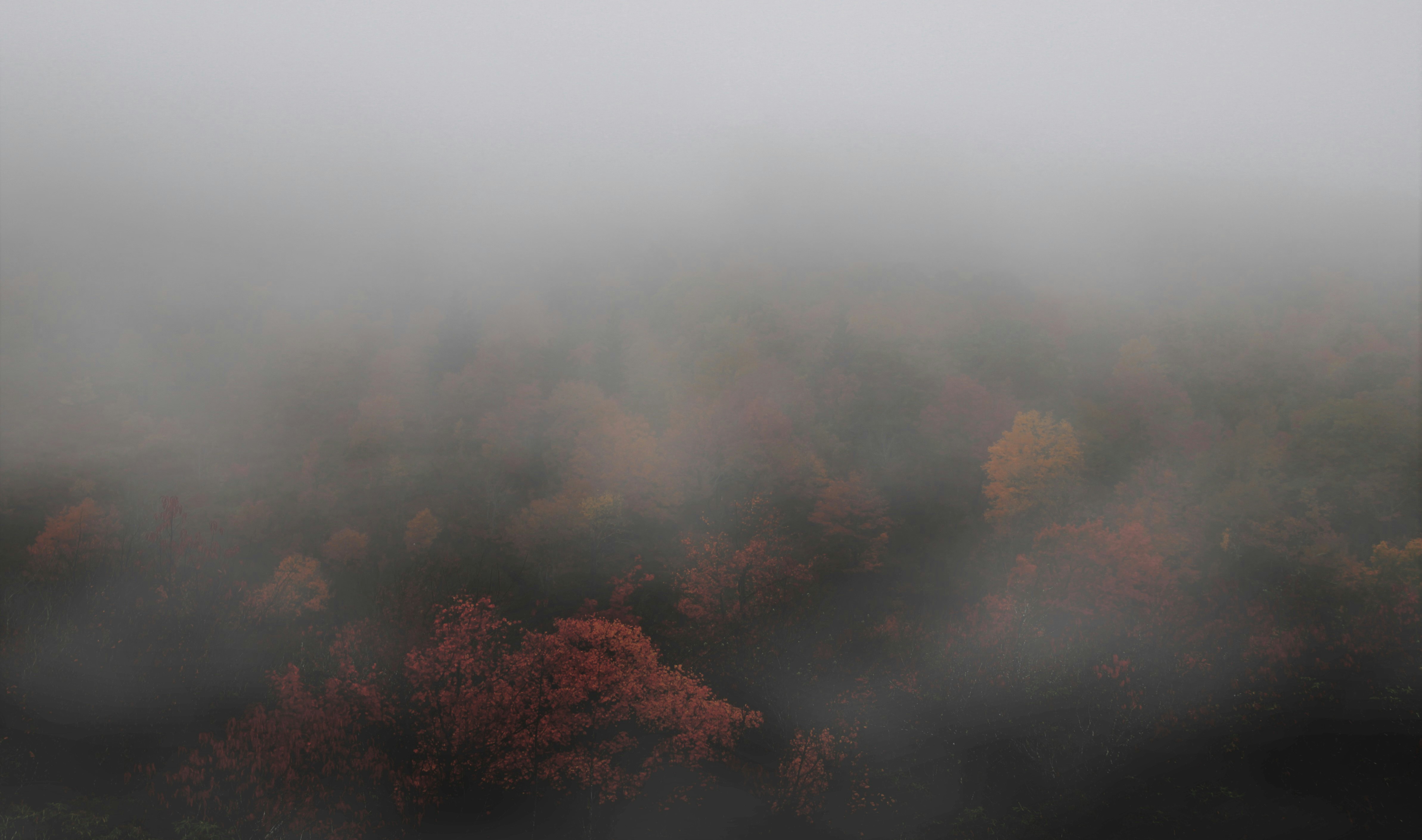 Foggy Autumn Mountain Forest