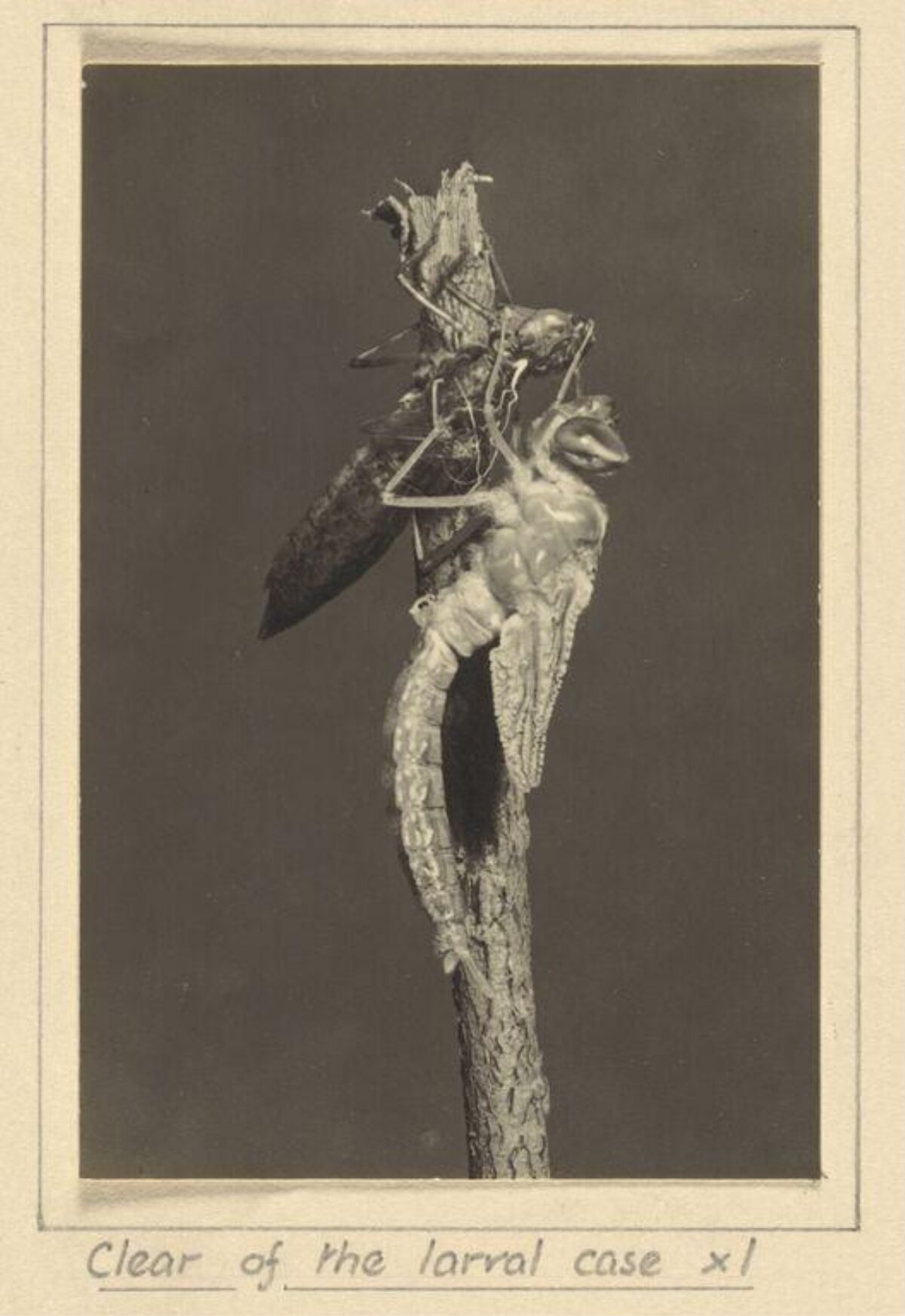 Dragonfly Emergence From Larval Case