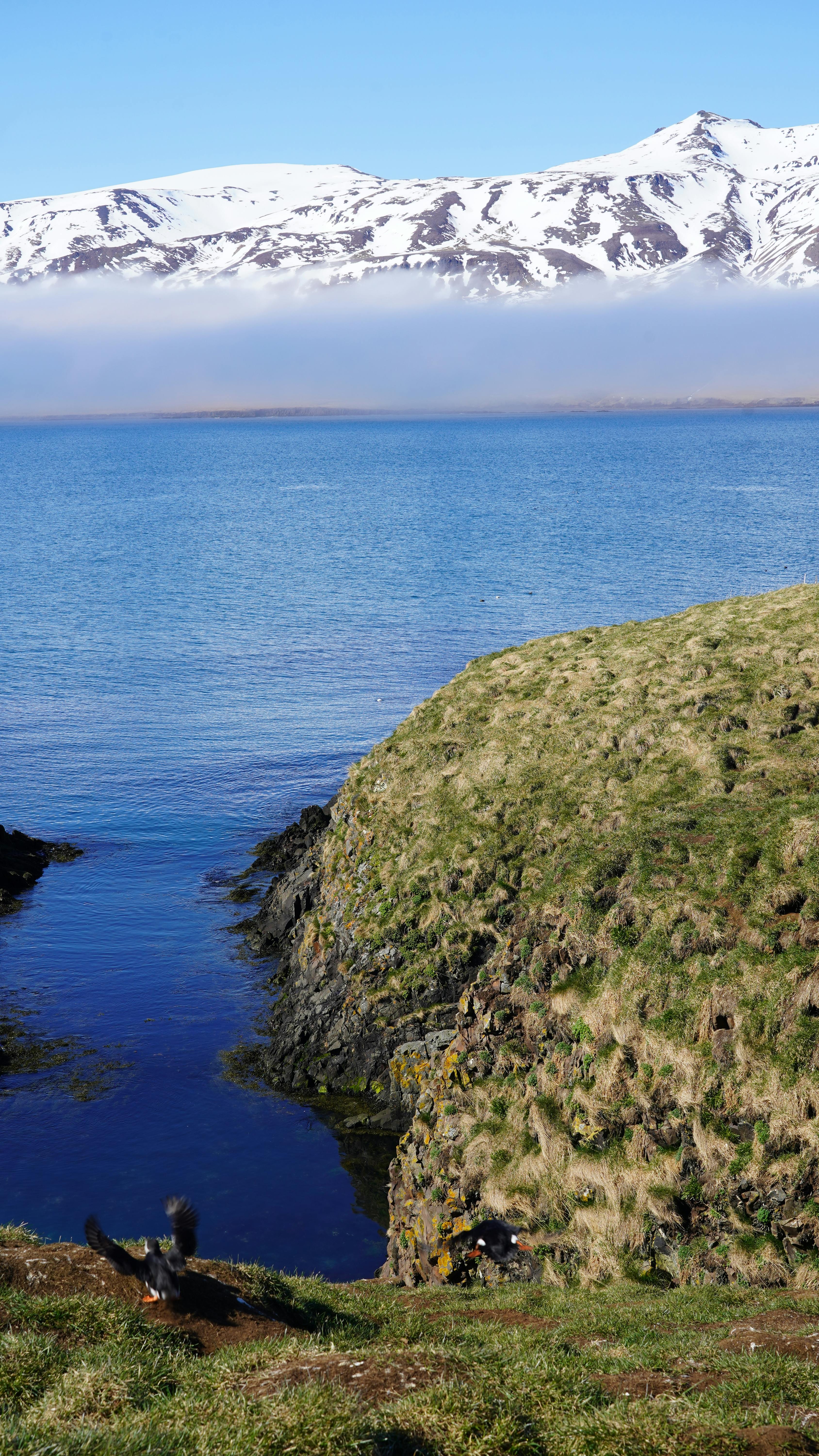 Coastal Landscape with Puffins and Snow Mountains