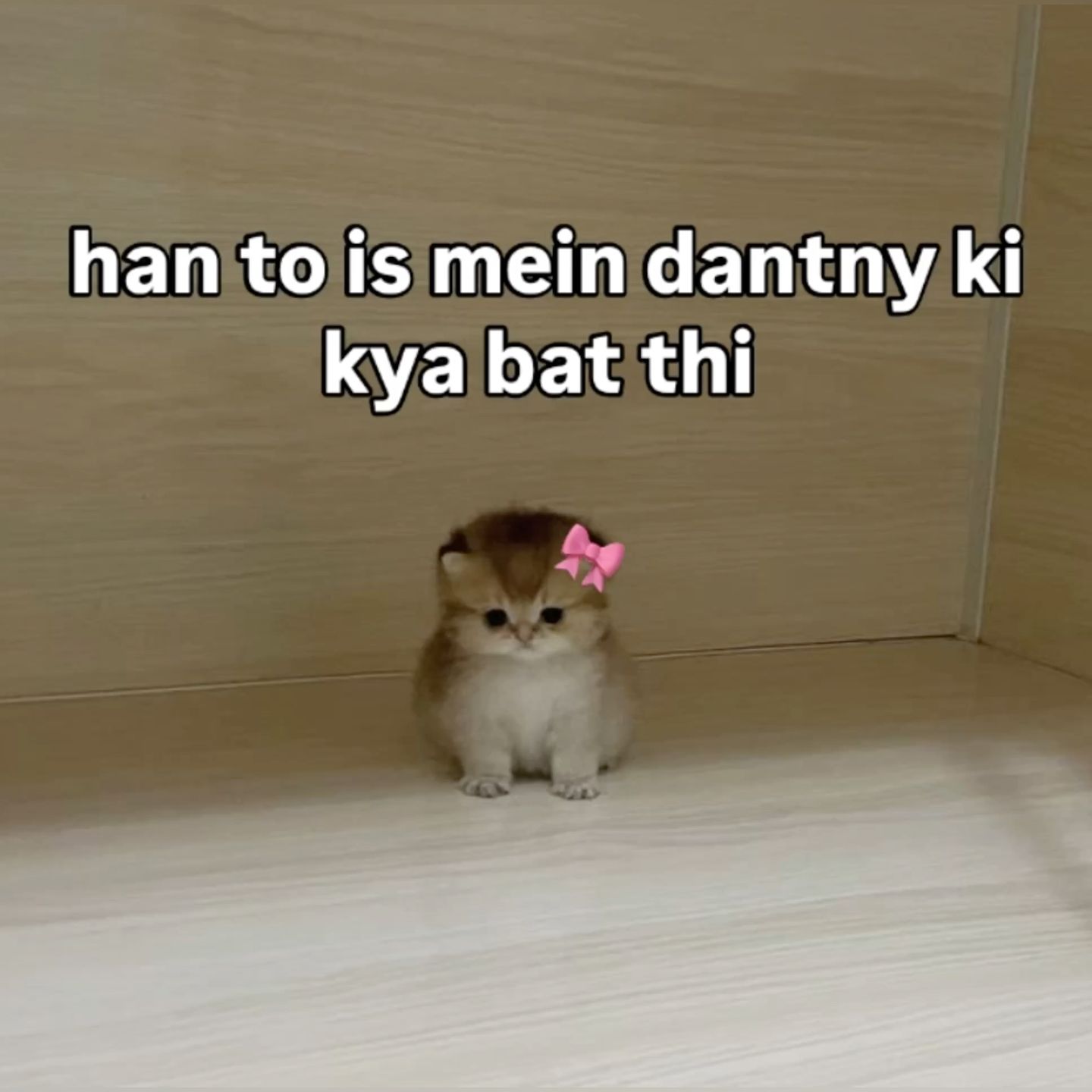 Cute Kitten Hindi Meme