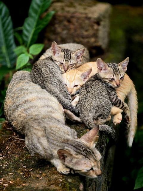 Four Cats Huddled Together
