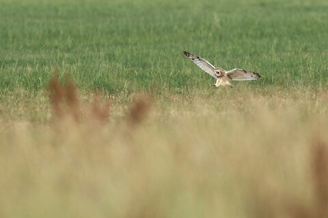 Short-eared Owl Flying Over Grassland