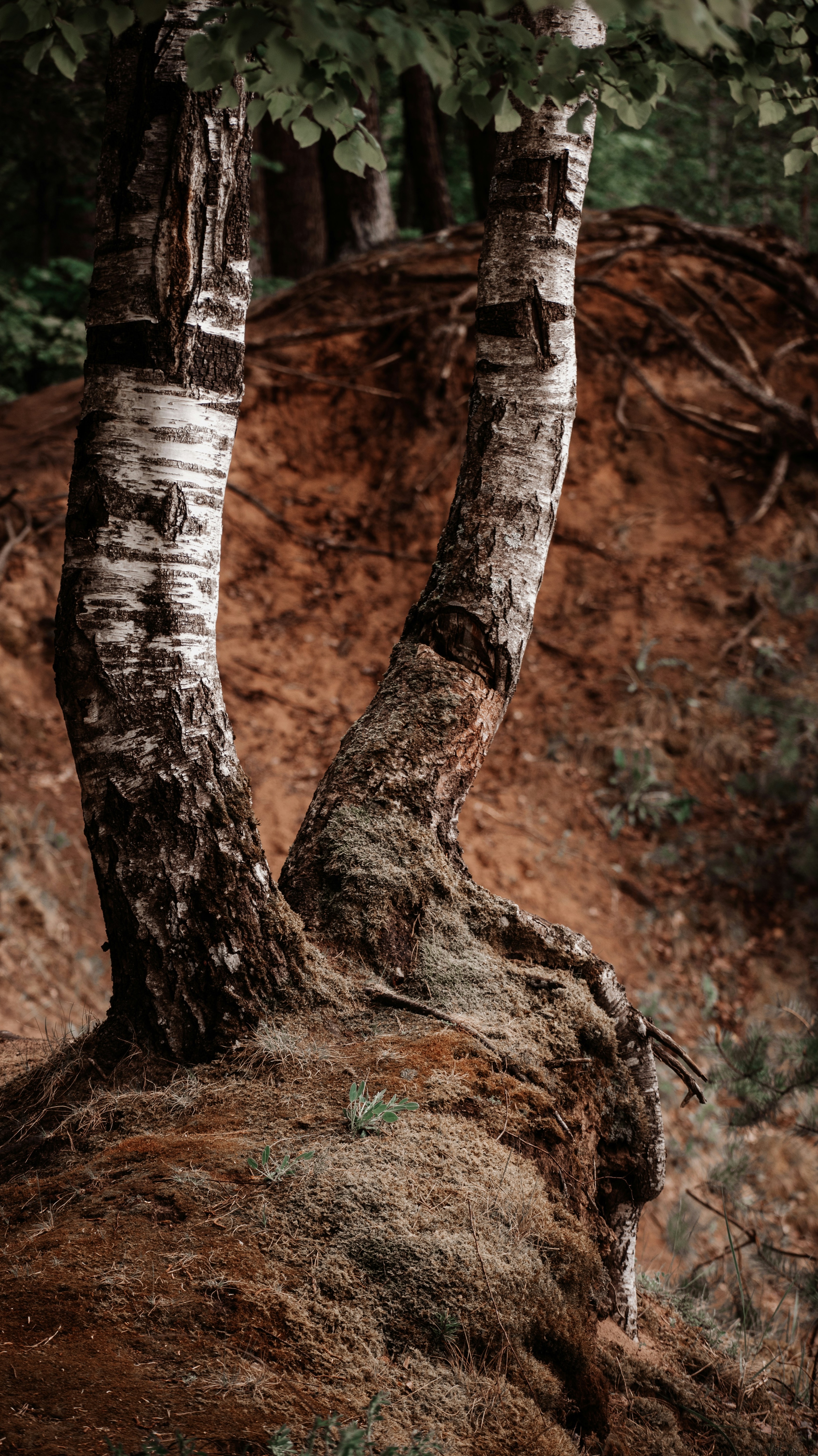 Two Birch Trees on Eroded Slope