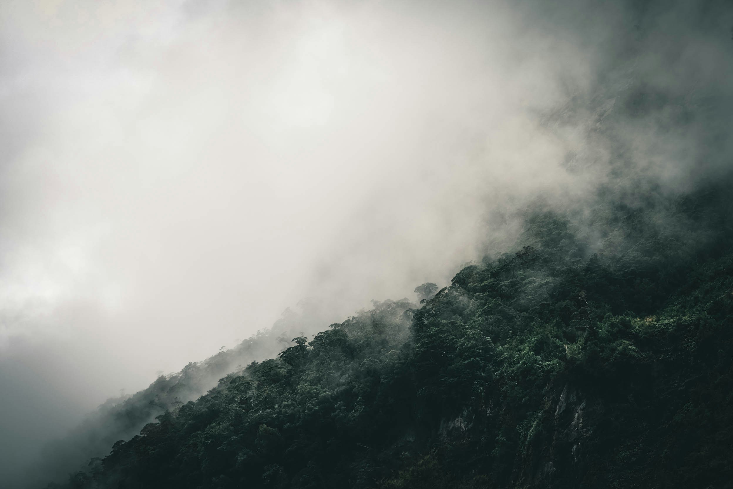 Misty Mountain Forest