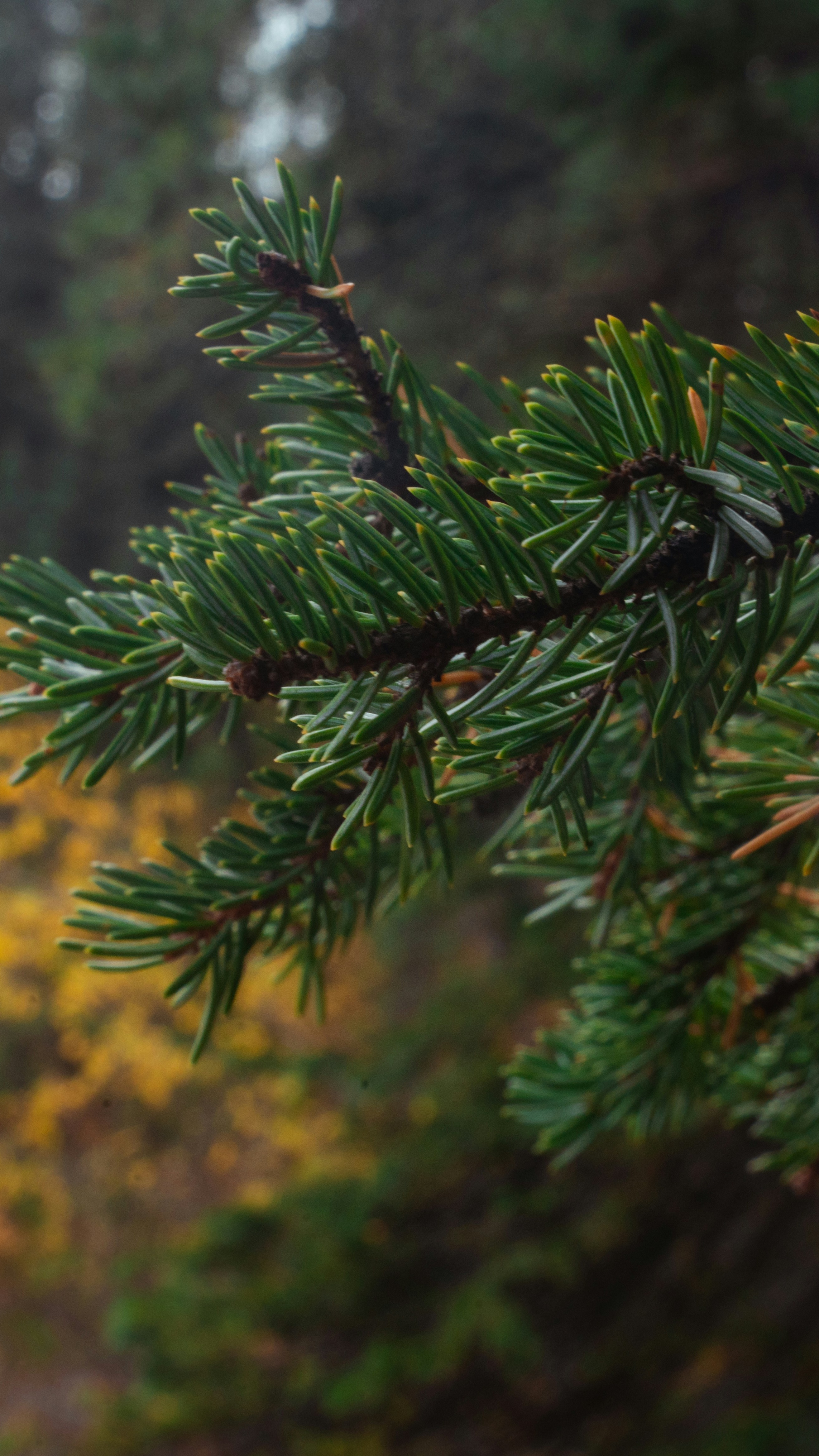 Close Up of Pine Tree Branch