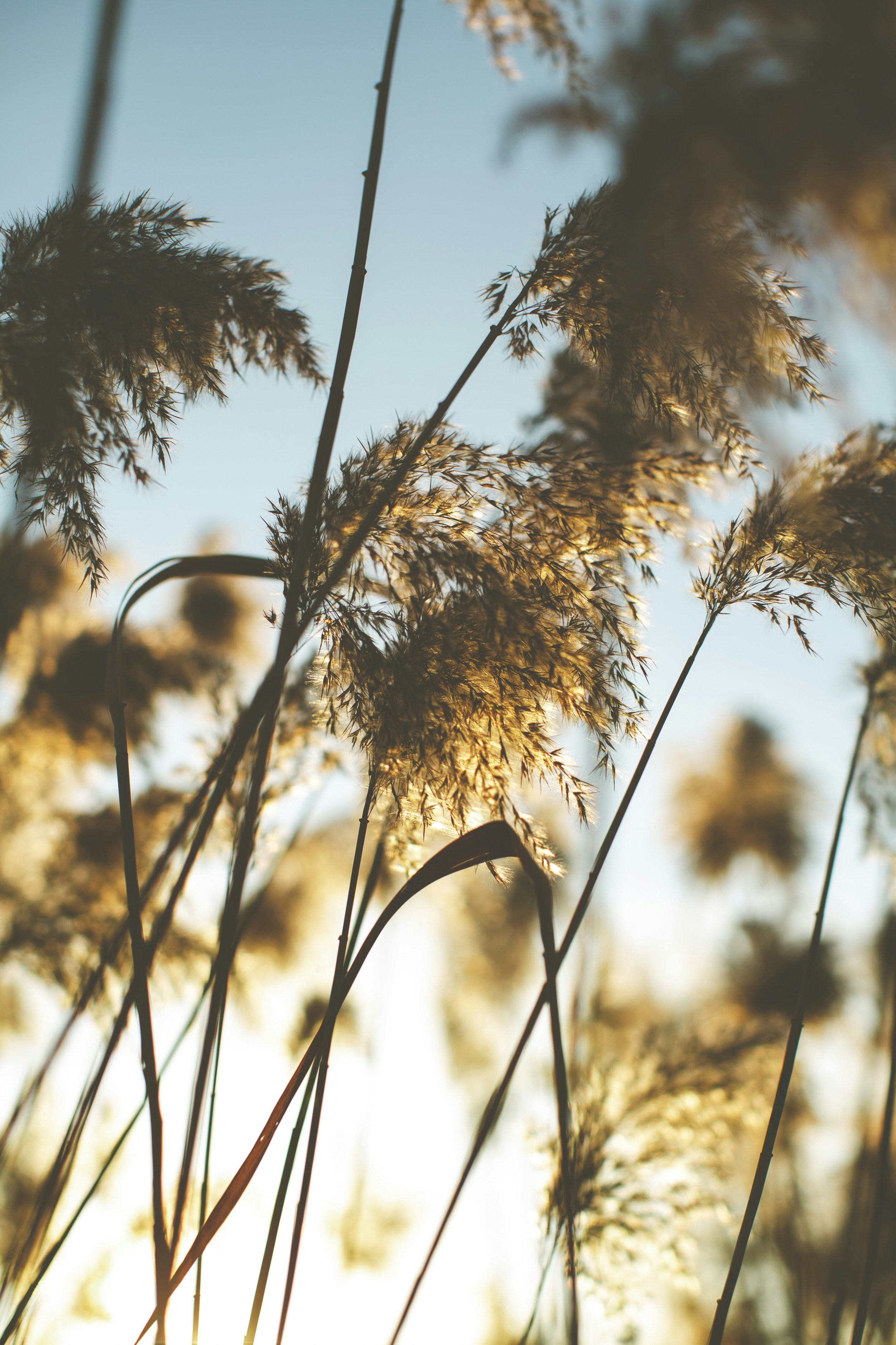Backlit Reeds at Sunset
