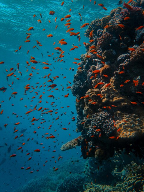 Underwater Coral Reef with Orange Fish
