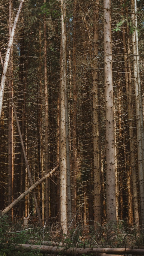 Dense Tall Coniferous Forest