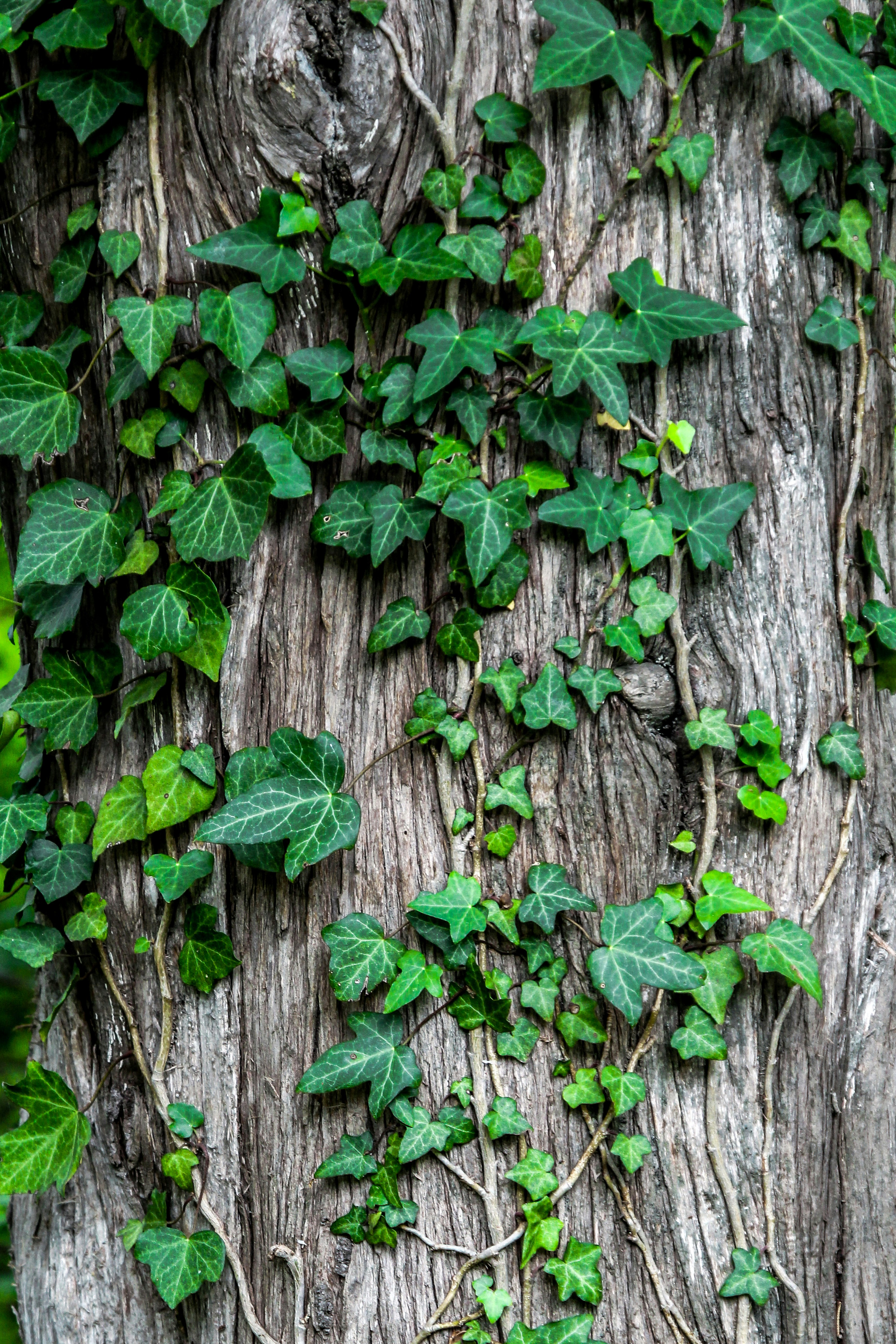 Ivy Growing on Tree Trunk