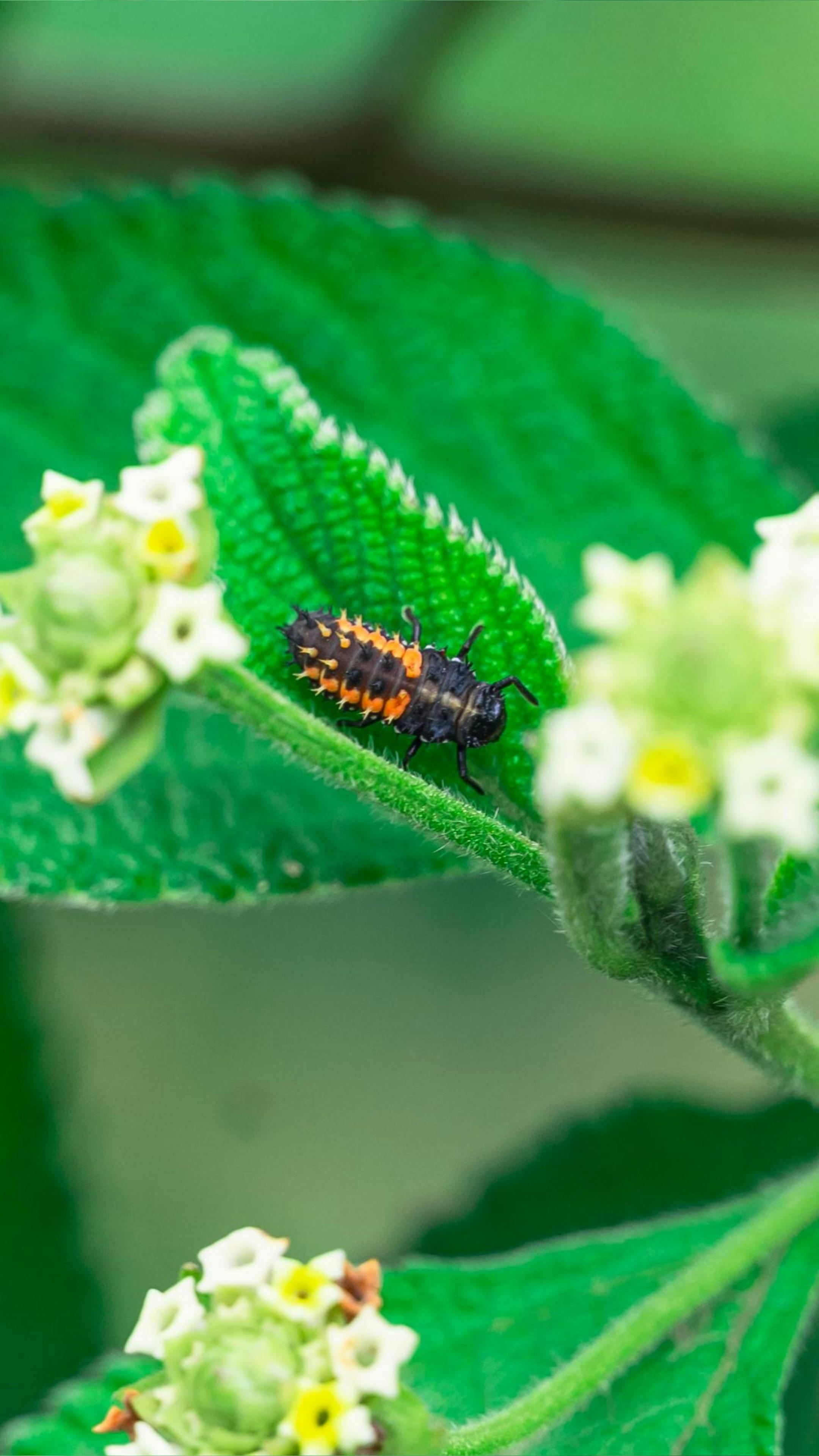 Black Orange Caterpillar on Green Leaf