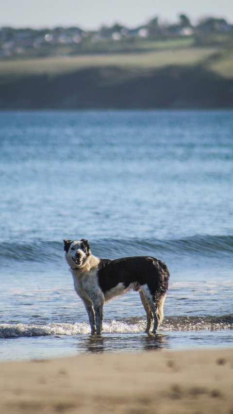Dog Standing in Shallow Seawater at Beach