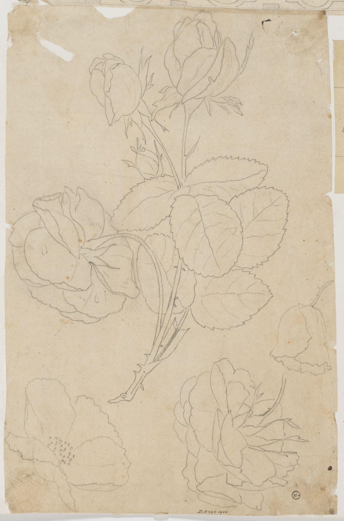 Pencil Sketch of Roses