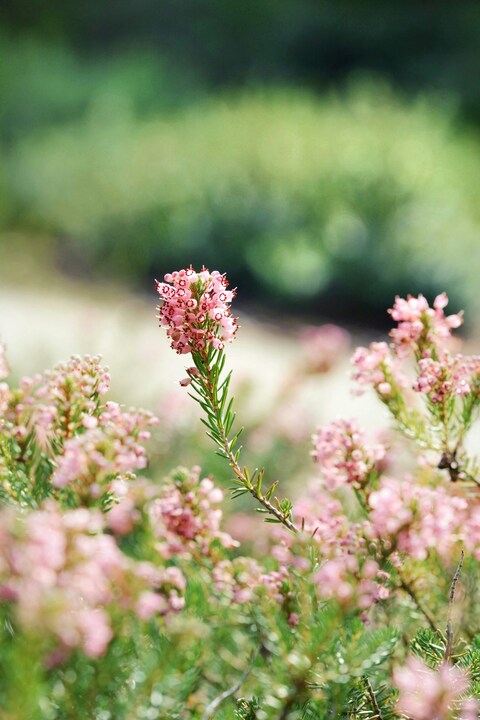 Blooming Pink Heather