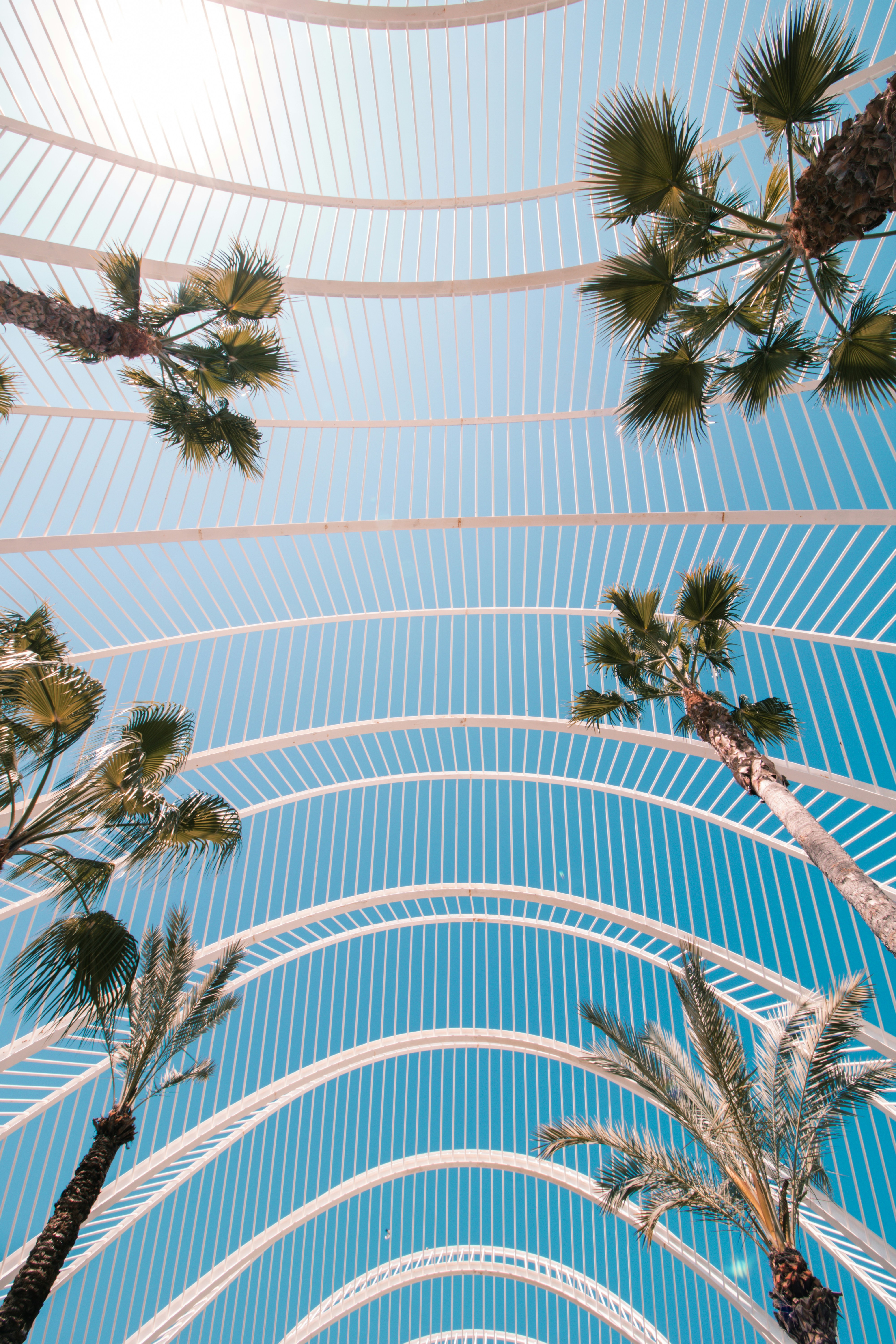 Palm Trees Under Curved White Arches