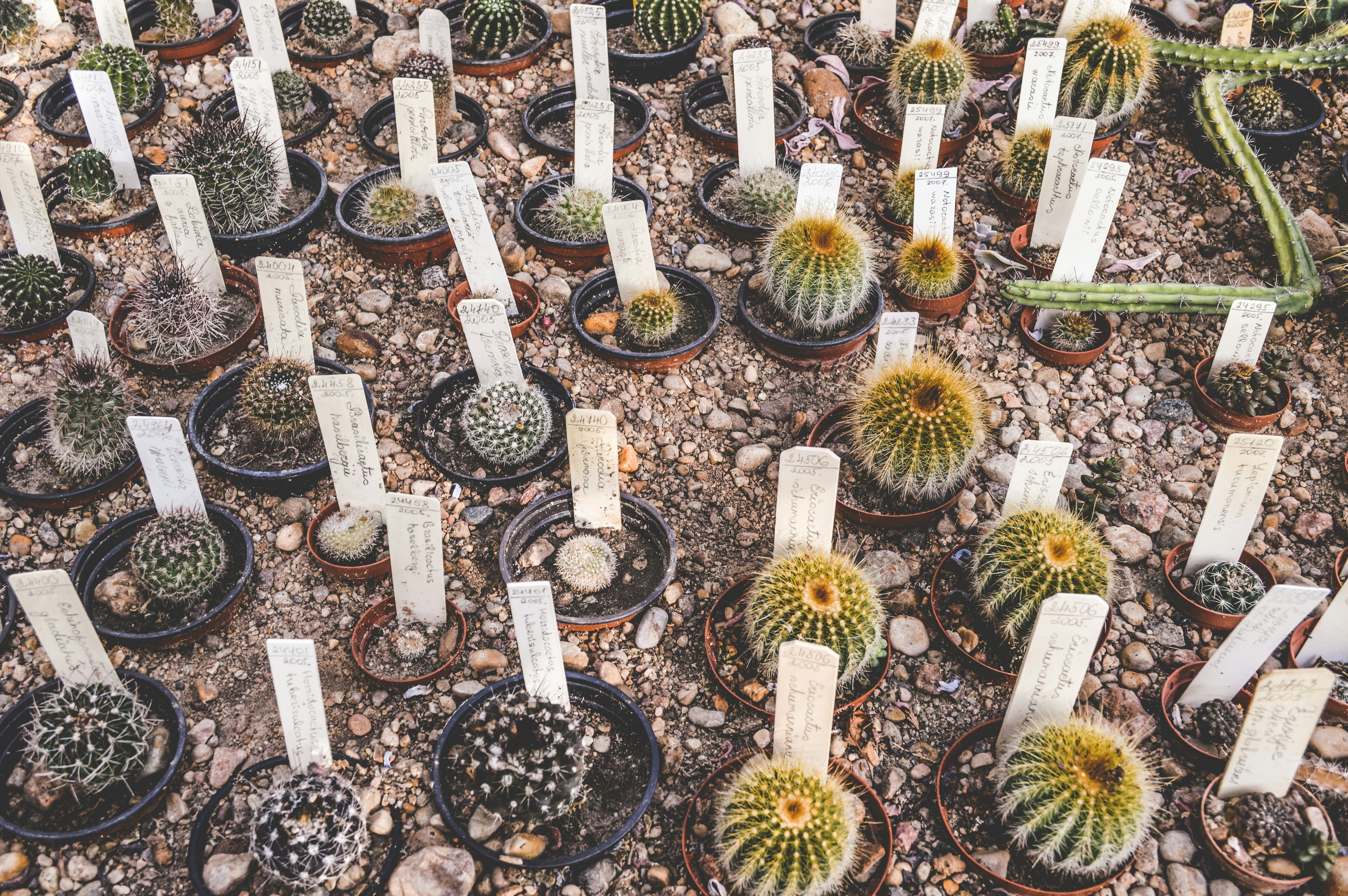 Labeled Potted Cacti Collection
