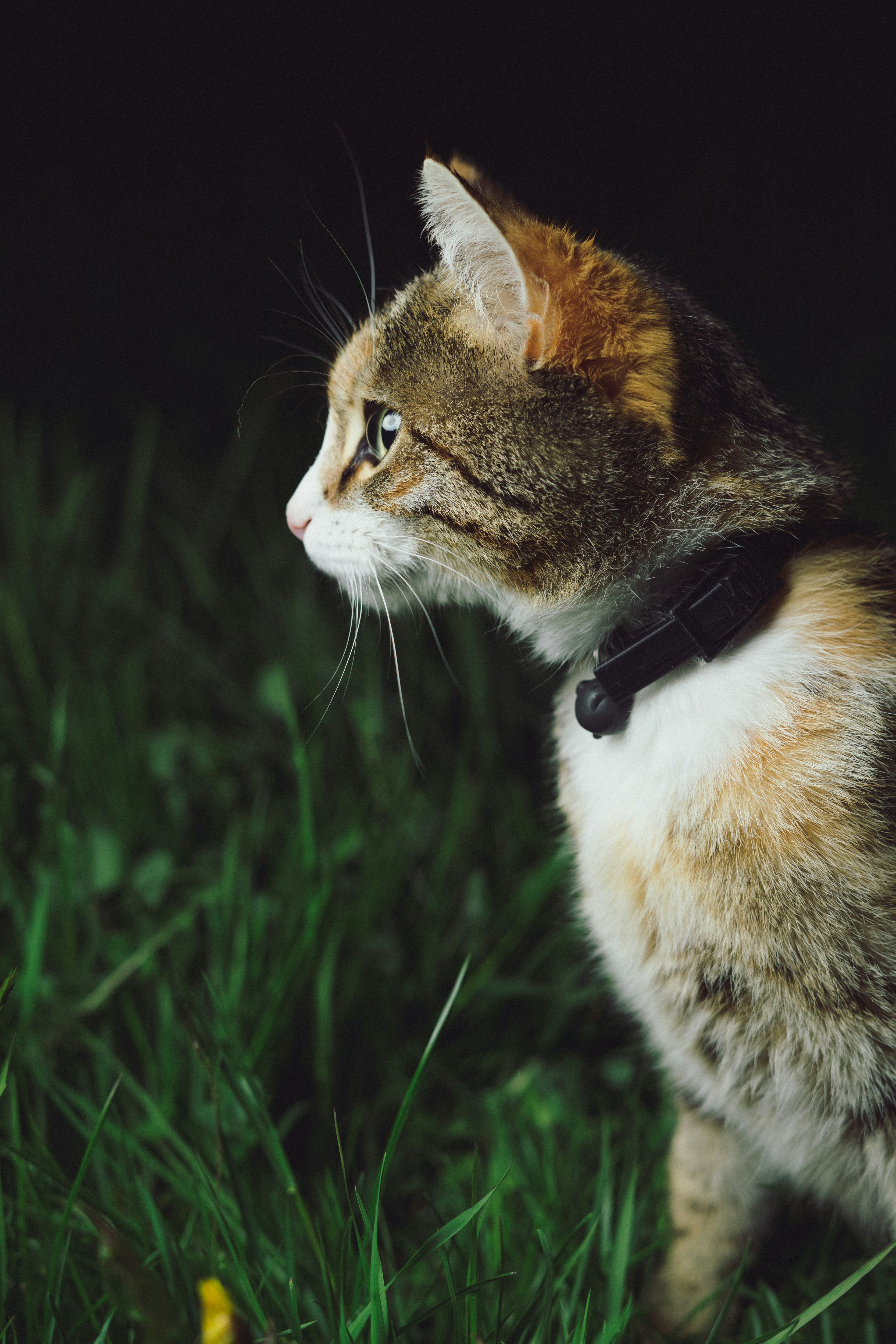Calico Cat Side Profile in Grass